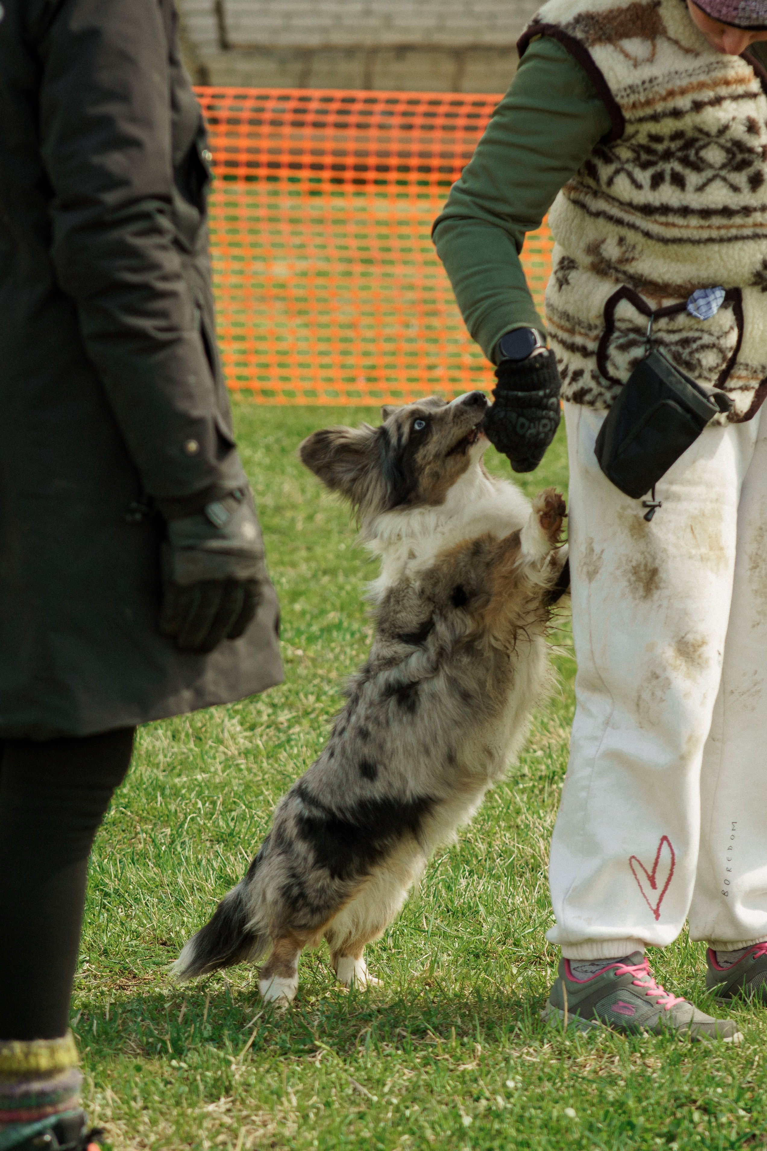 Herding Days, 26 apr. 2025. Kat Laisaar — Pet photographer in Tallinn