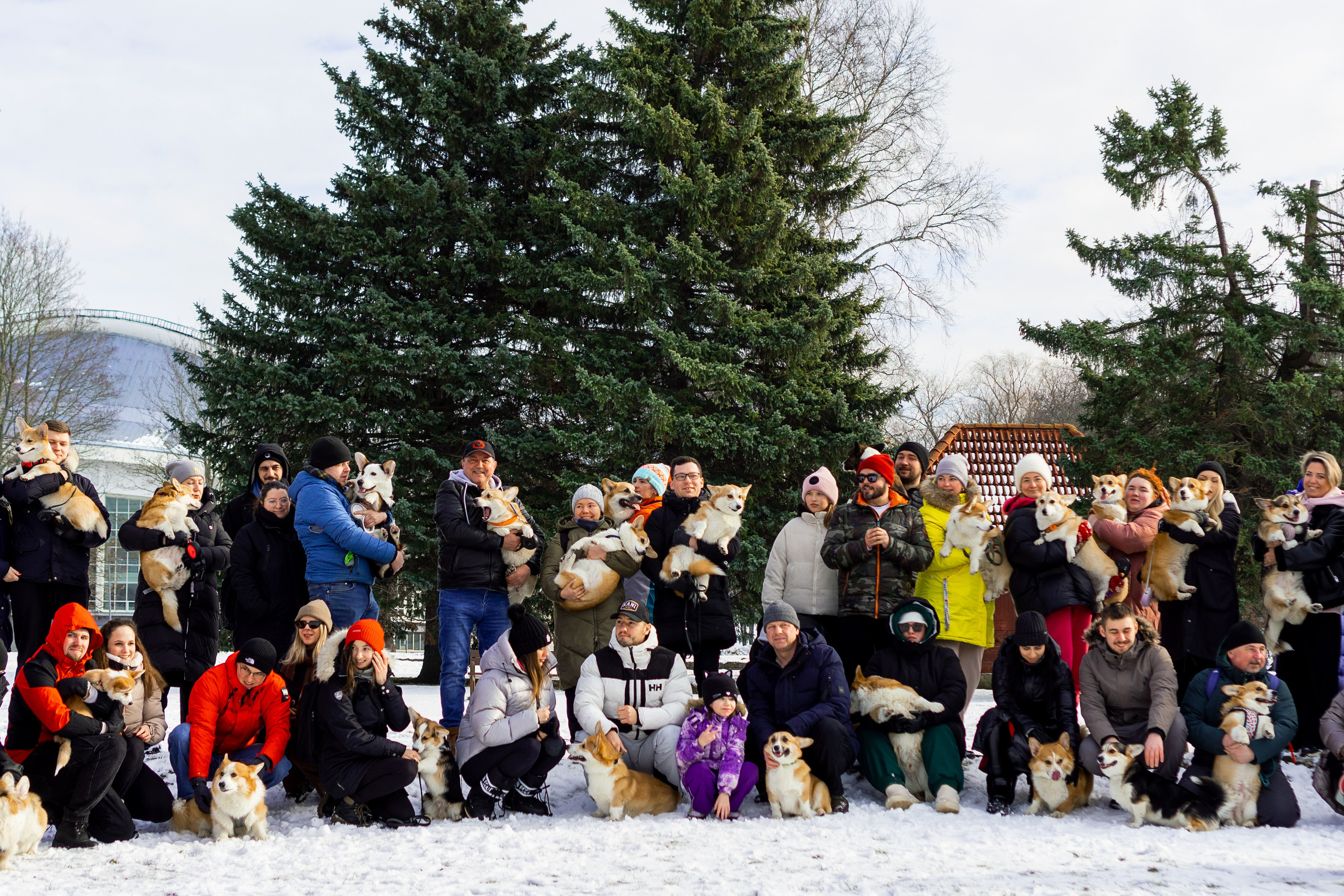 Corgi party, 23 feb. 2025. Kat Laisaar — Pet photographer in Tallinn