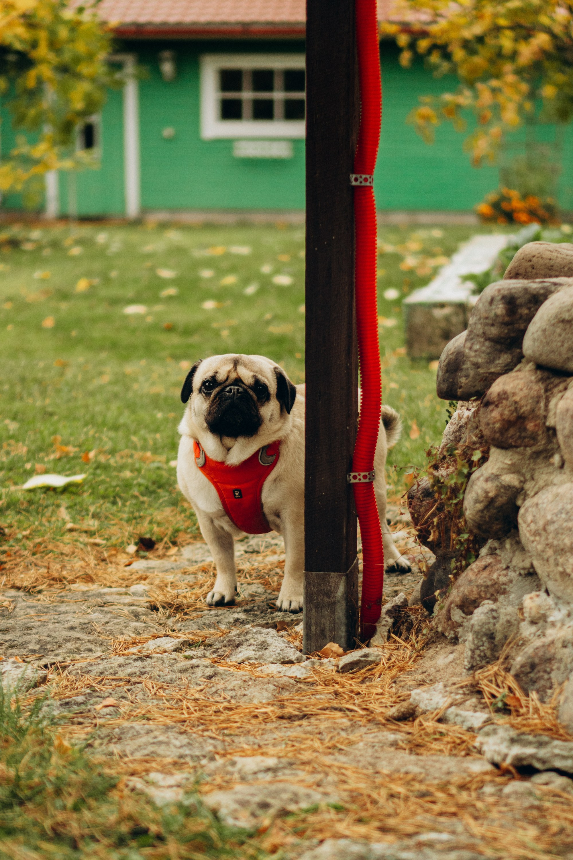 Jelena and her Sandy, Pug and Katja and her Safiir, Cardigan Welsh Corgi. Kat Laisaar — Pet photographer in Tallinn