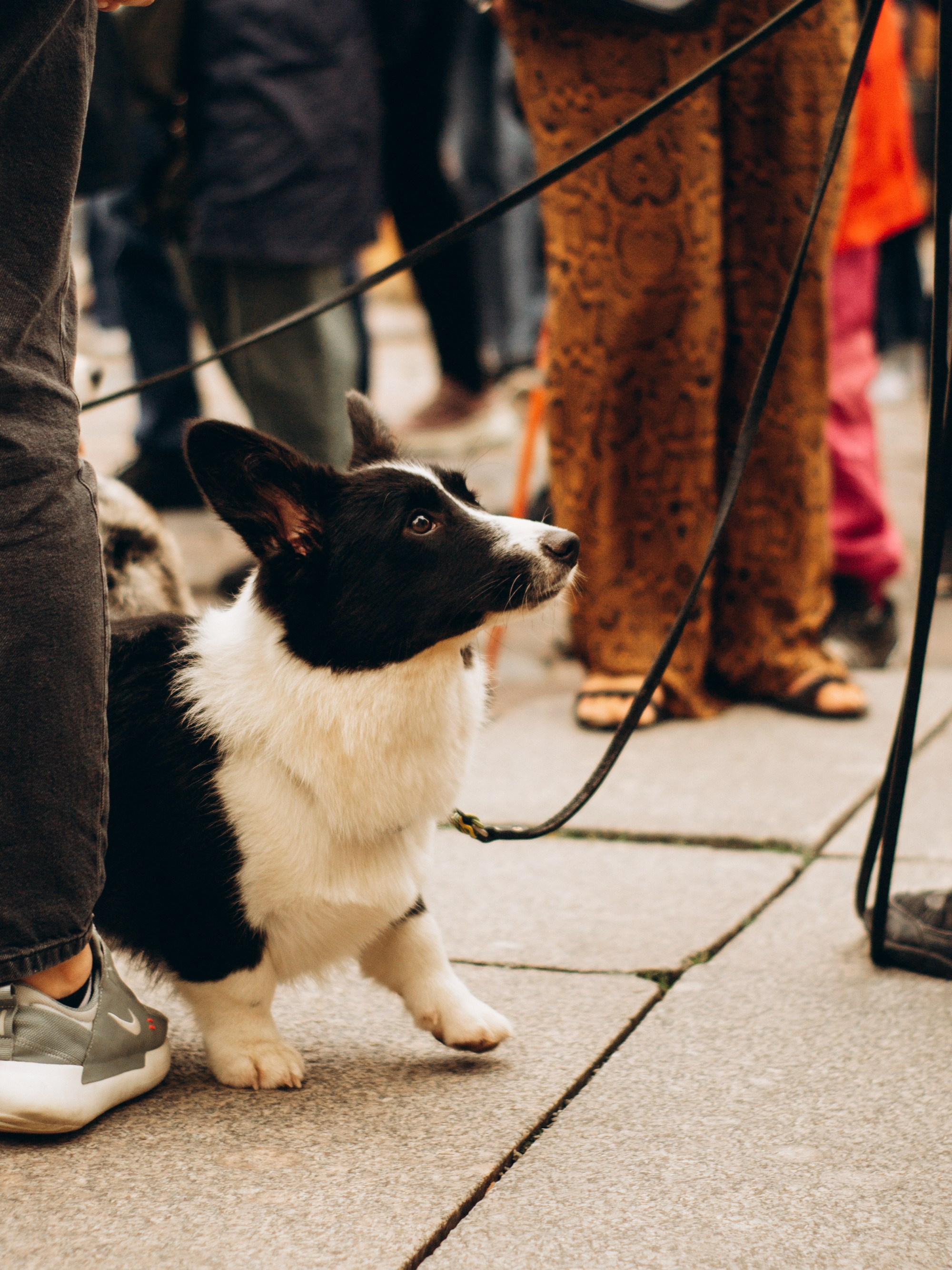 Corgi party, september. Kat Laisaar — Pet photographer in Tallinn