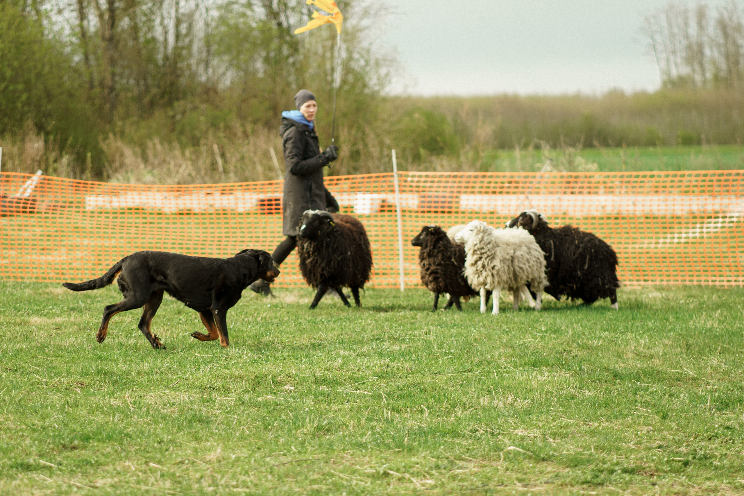 Herding Days, 26 apr. 2025. Kat Laisaar — Pet photographer in Tallinn