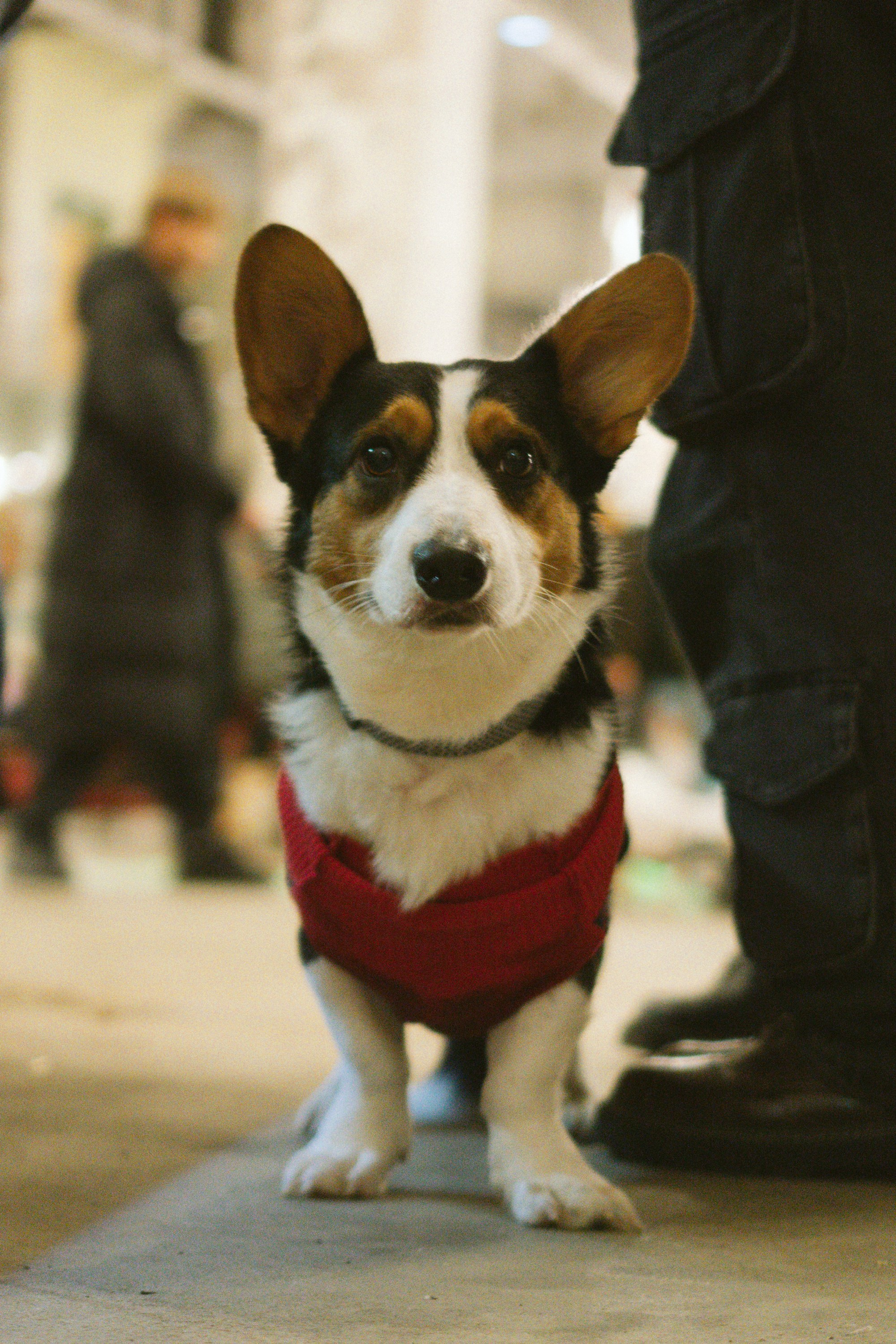 Corgi Fest, Christmas edition. Kat Laisaar — Pet photographer in Tallinn
