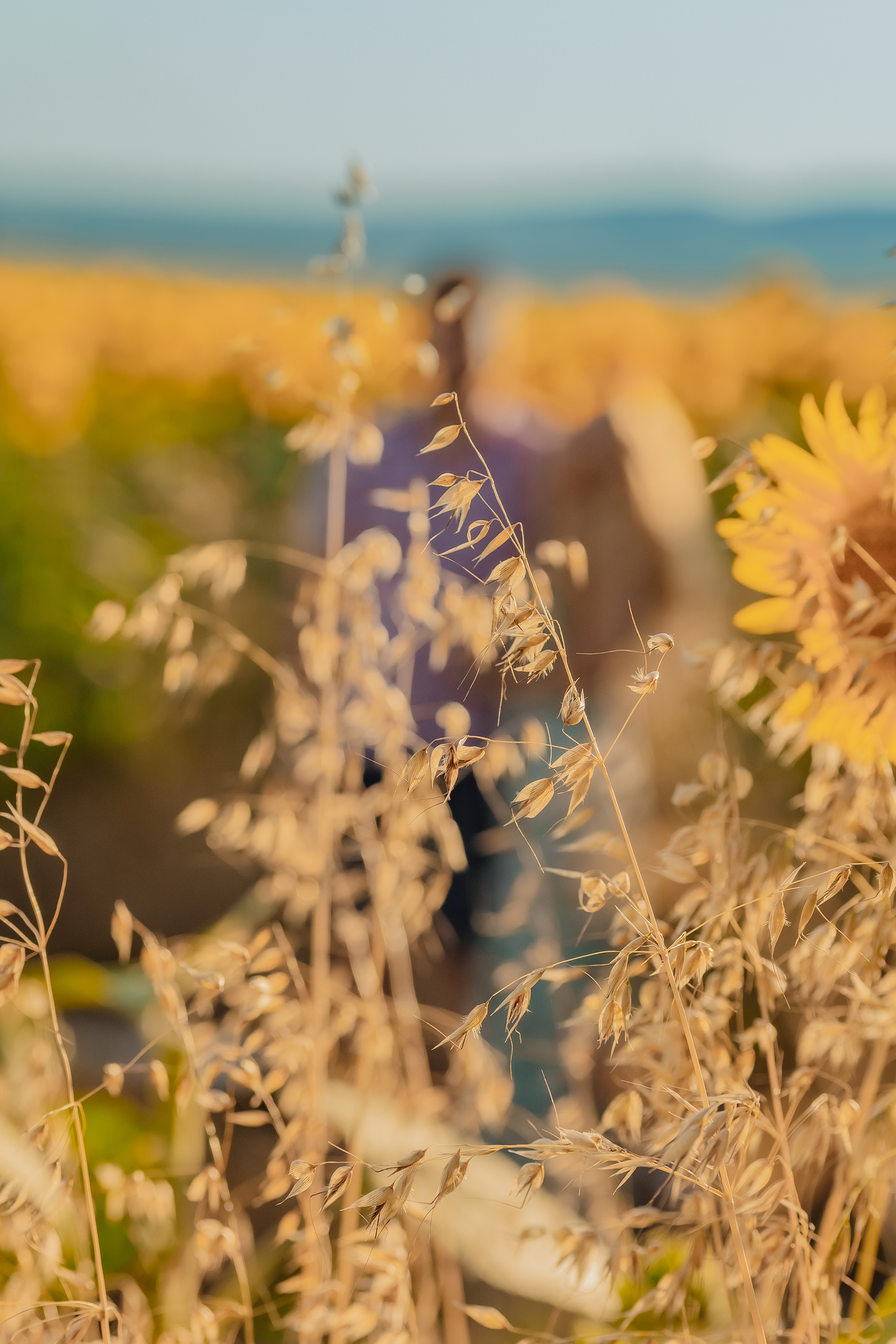 Фоторазходка Слънчогледи. Фотограф Ирина Йотова