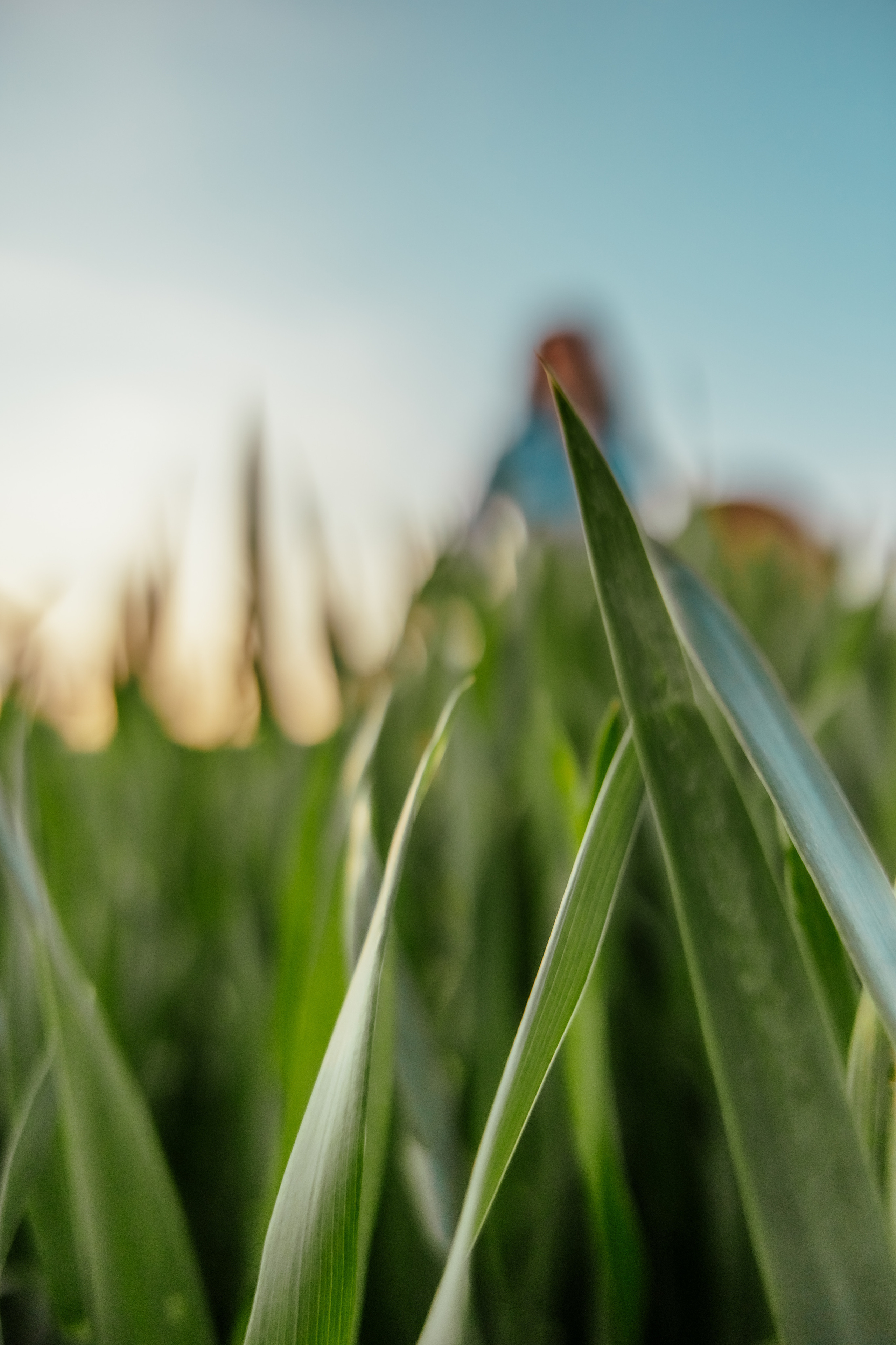 Когато цъфти Ръжта. Фотограф Ирина Йотова