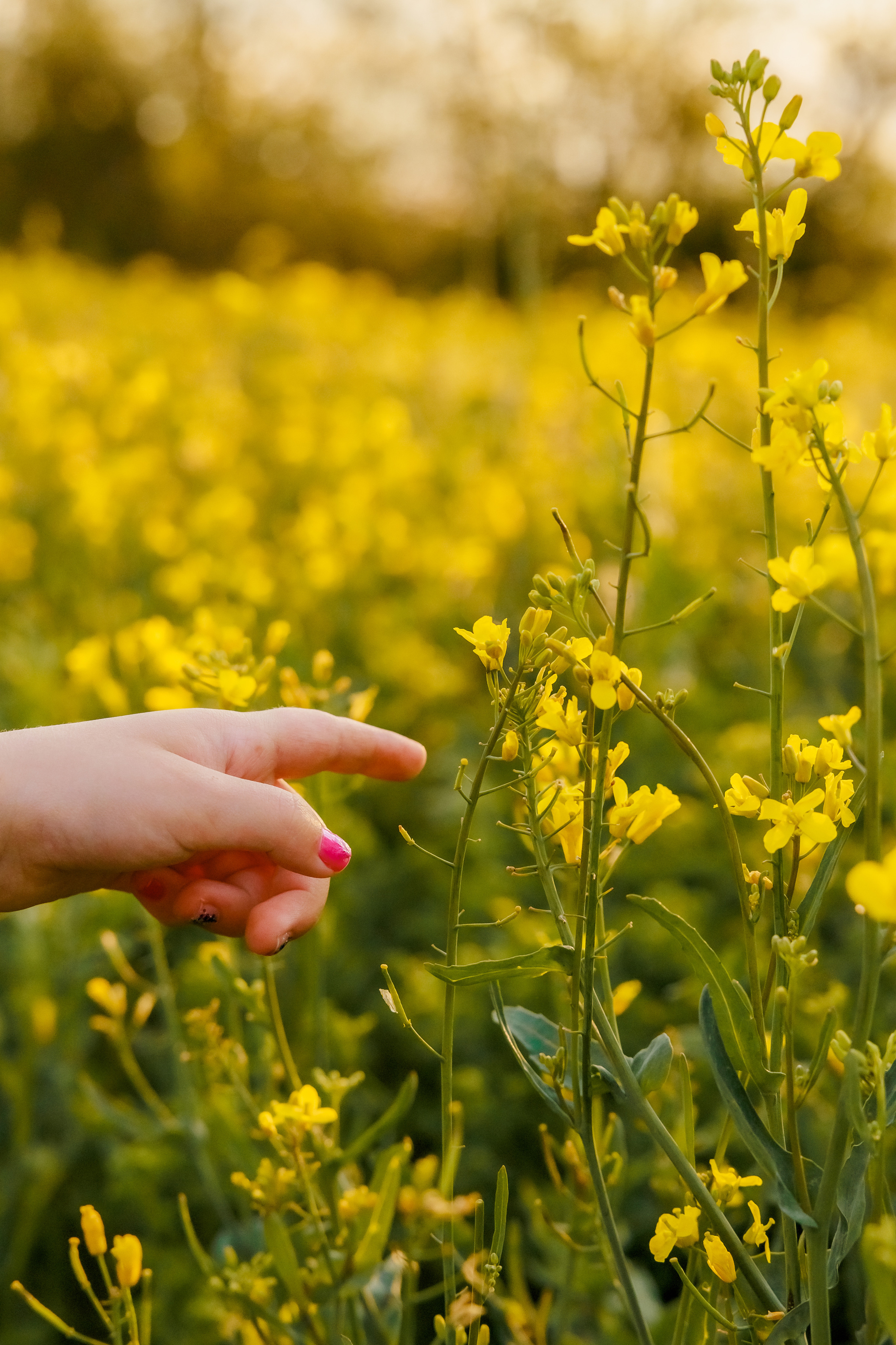 Когато цъфти рапицата. Фотограф Ирина Йотова
