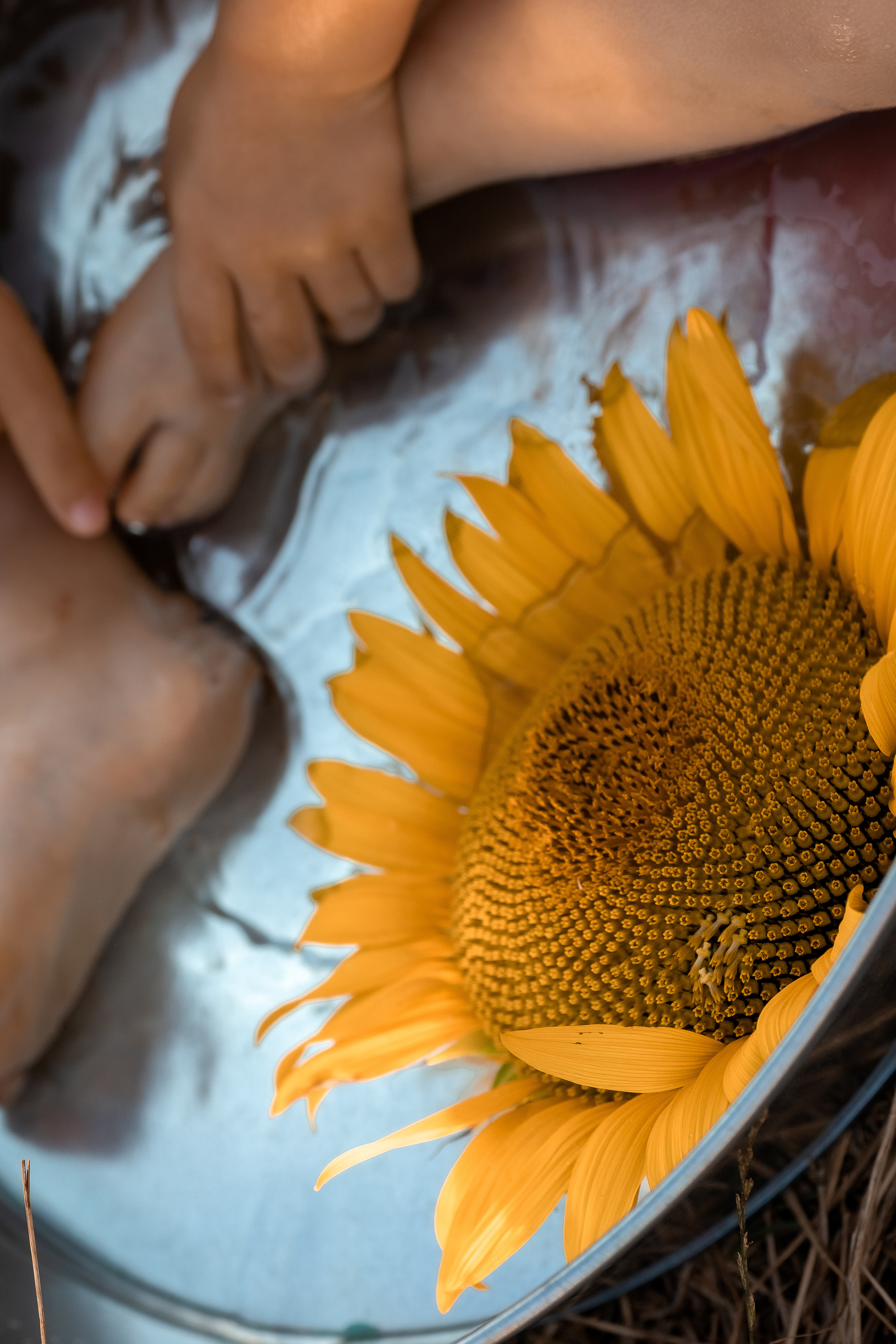 Фоторазходка Слънчогледи. Фотограф Ирина Йотова