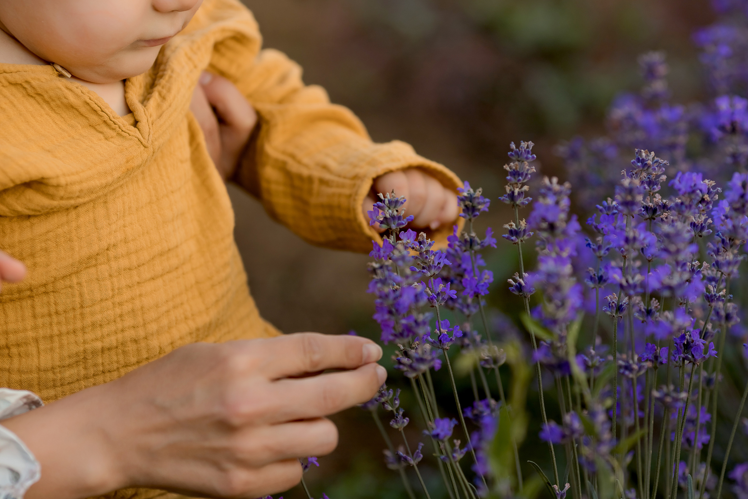 Фоторазходка Лавандула. Фотограф Ирина Йотова