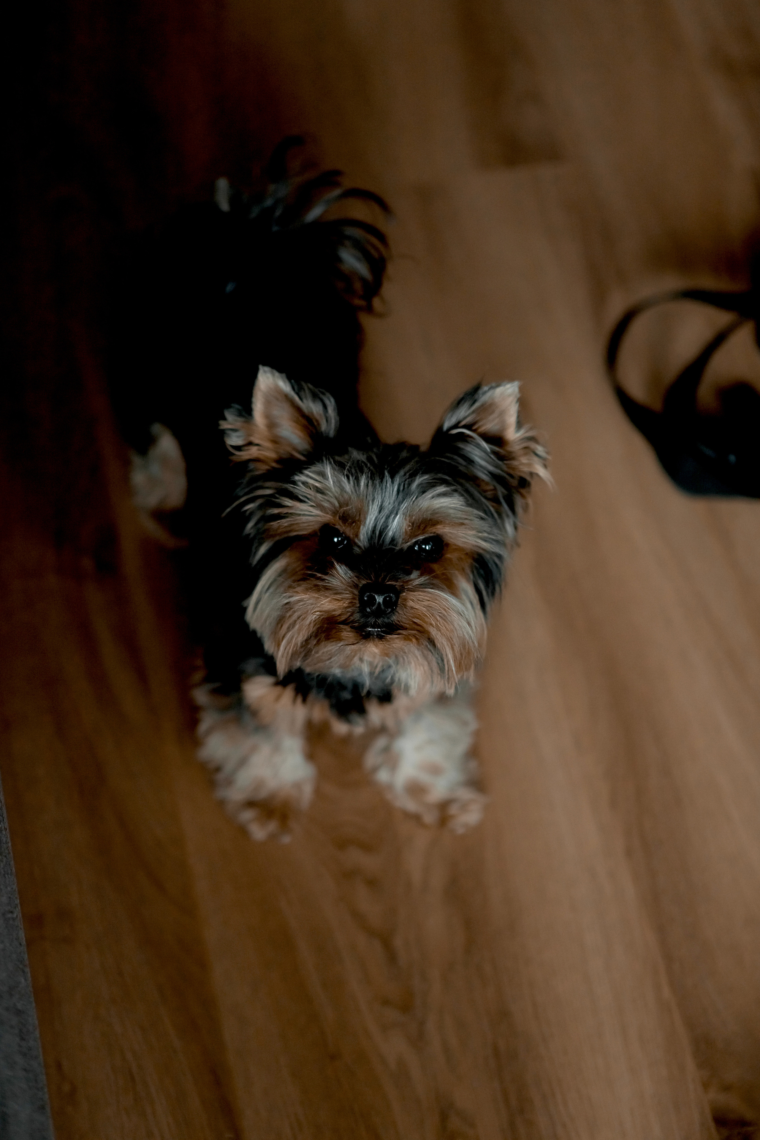 Newborn Girl. Фотограф Ирина Йотова