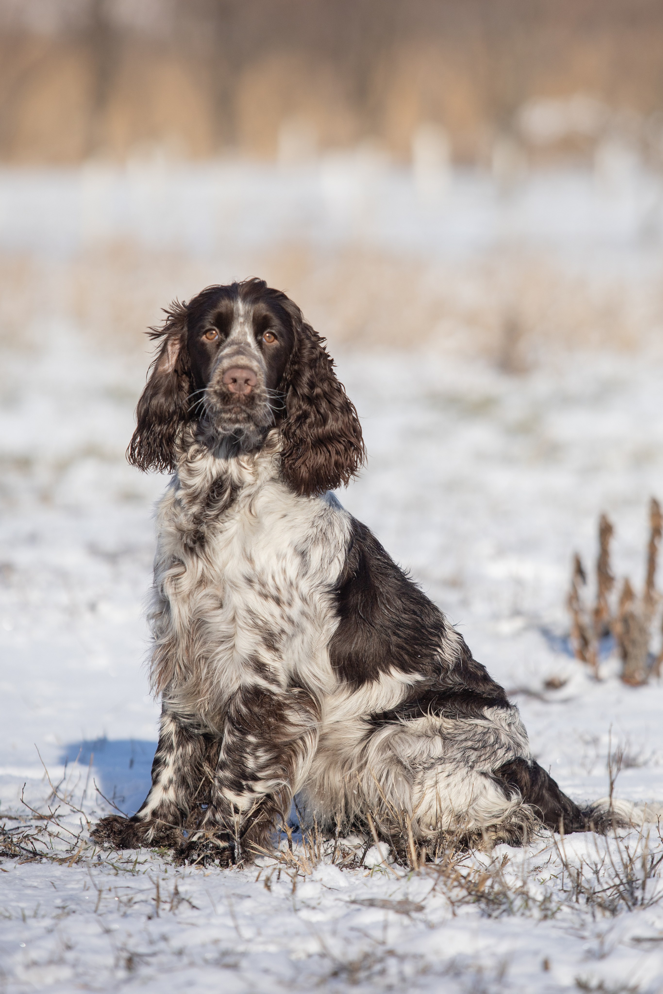 English Springer Spaniel female show dog international bloodlines