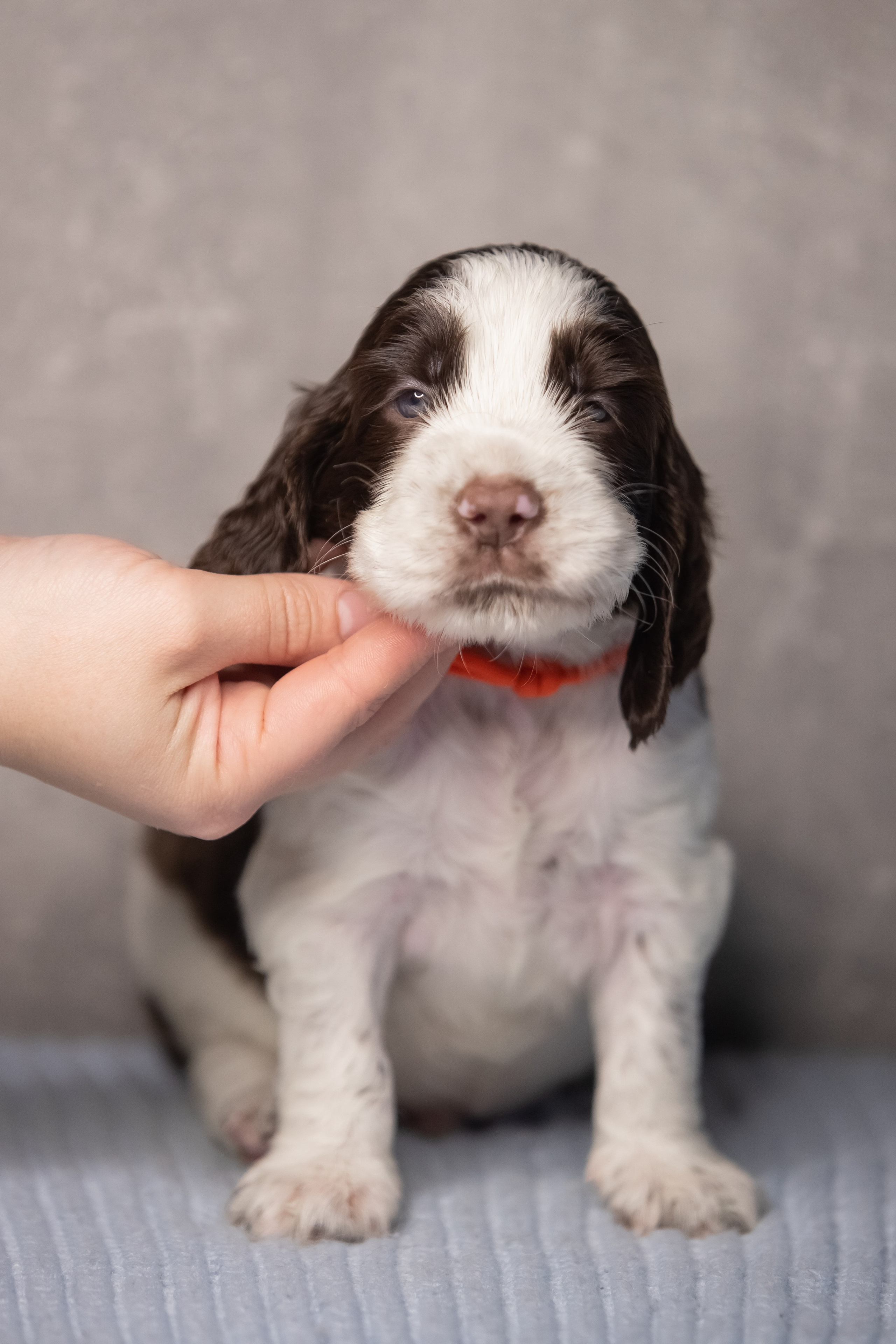 Male — Orange collar 🧡. Website of the titled stud dog of the Springer Spaniel breed