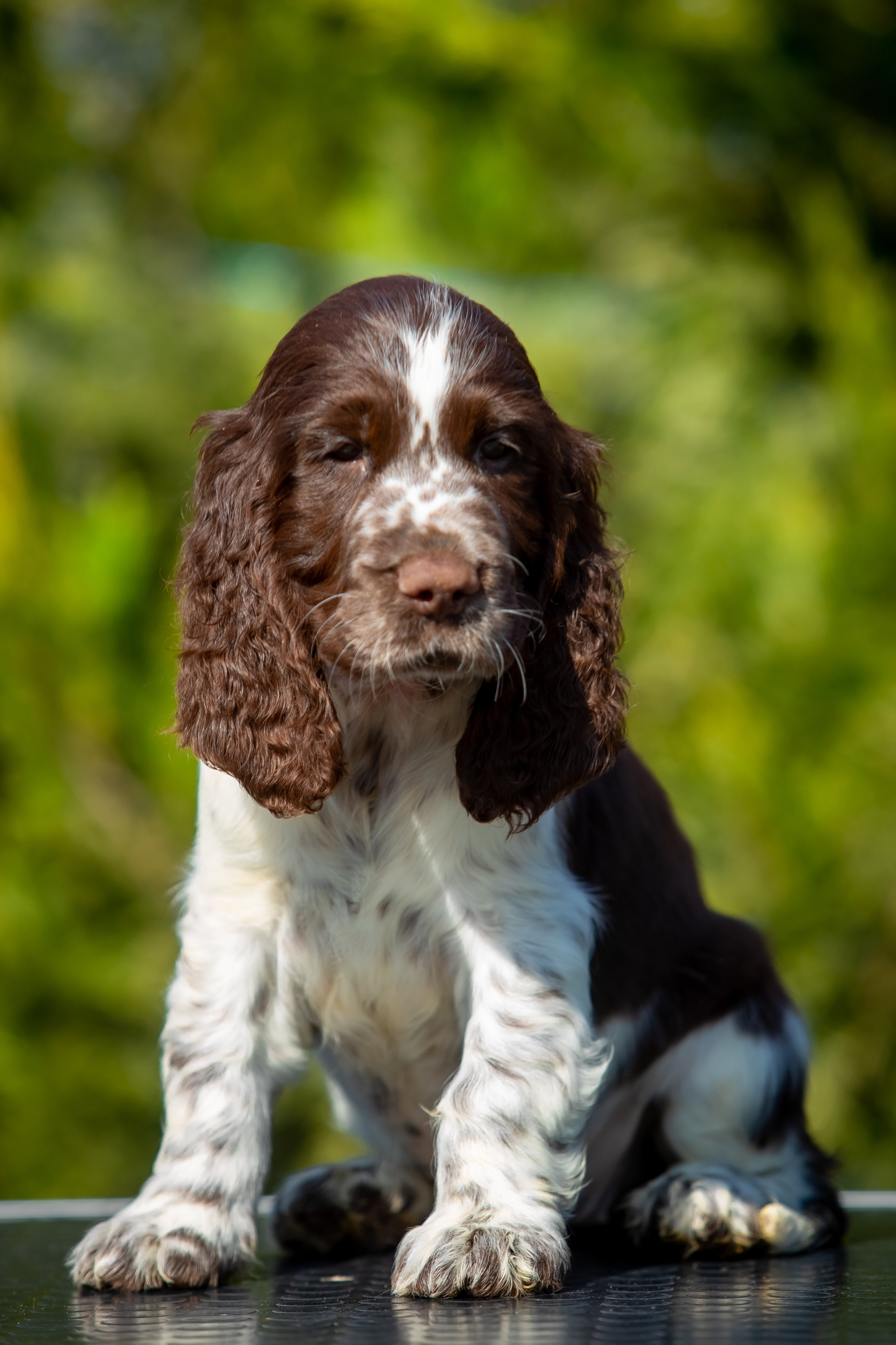 Female — Pink collar 💗. Website of the titled stud dog of the Springer Spaniel breed