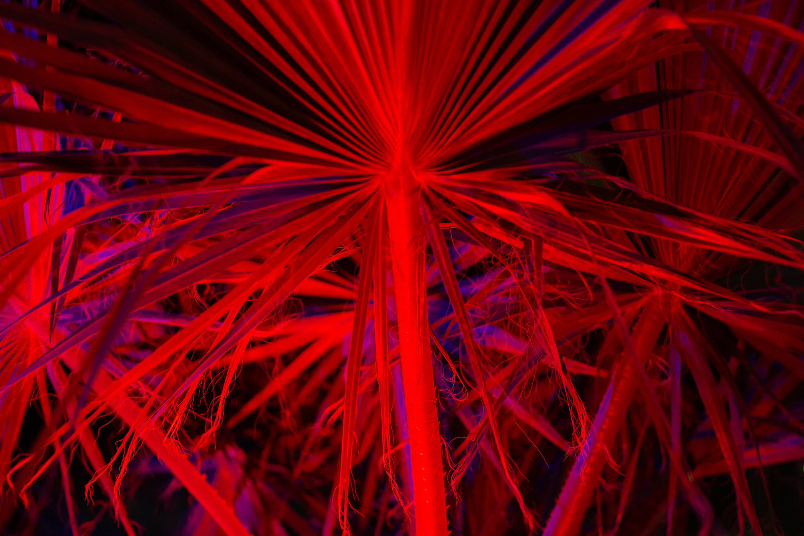 Saudi National Day. Документальный фотограф, междисциплинарный художник