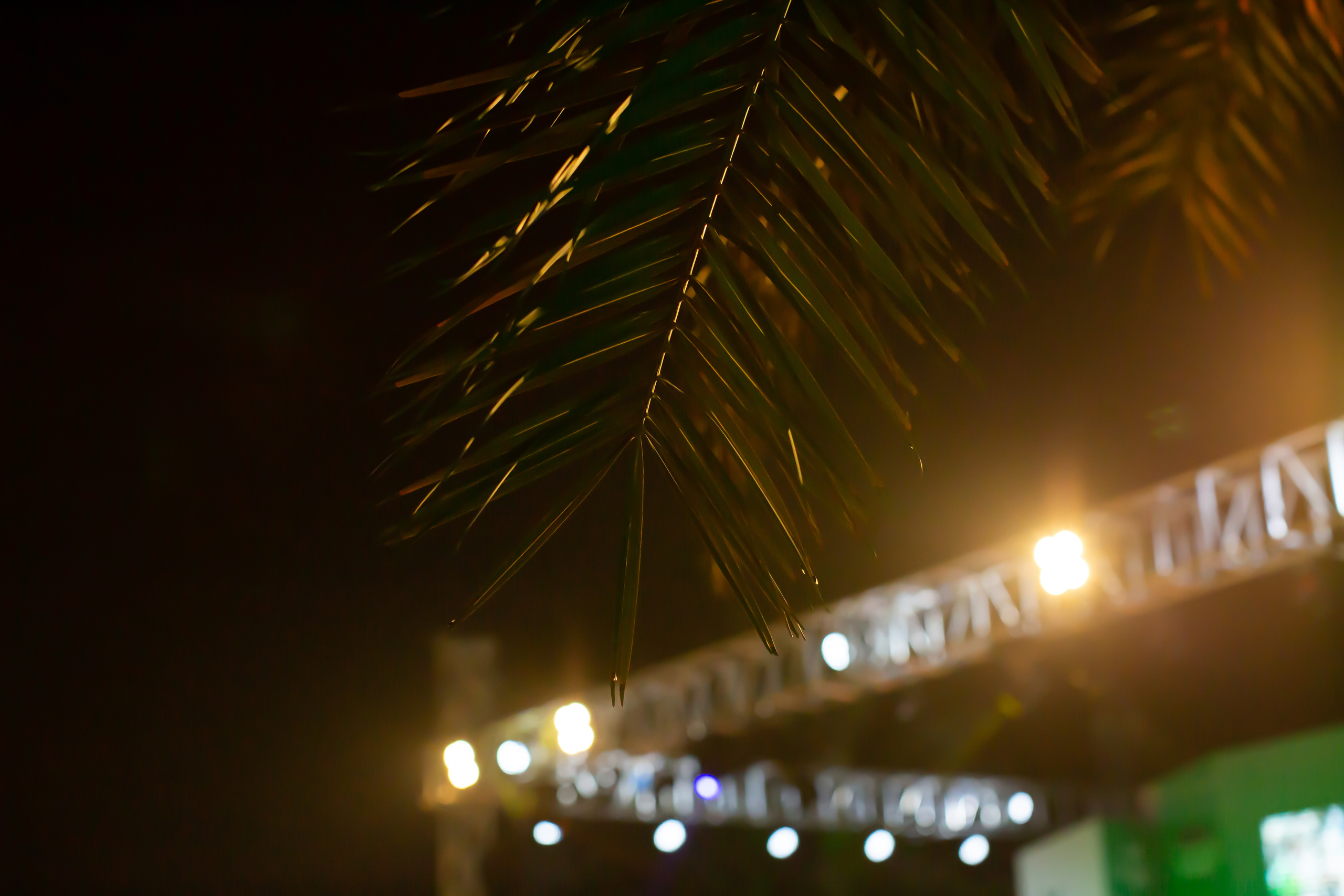 Saudi National Day. Документальный фотограф, междисциплинарный художник