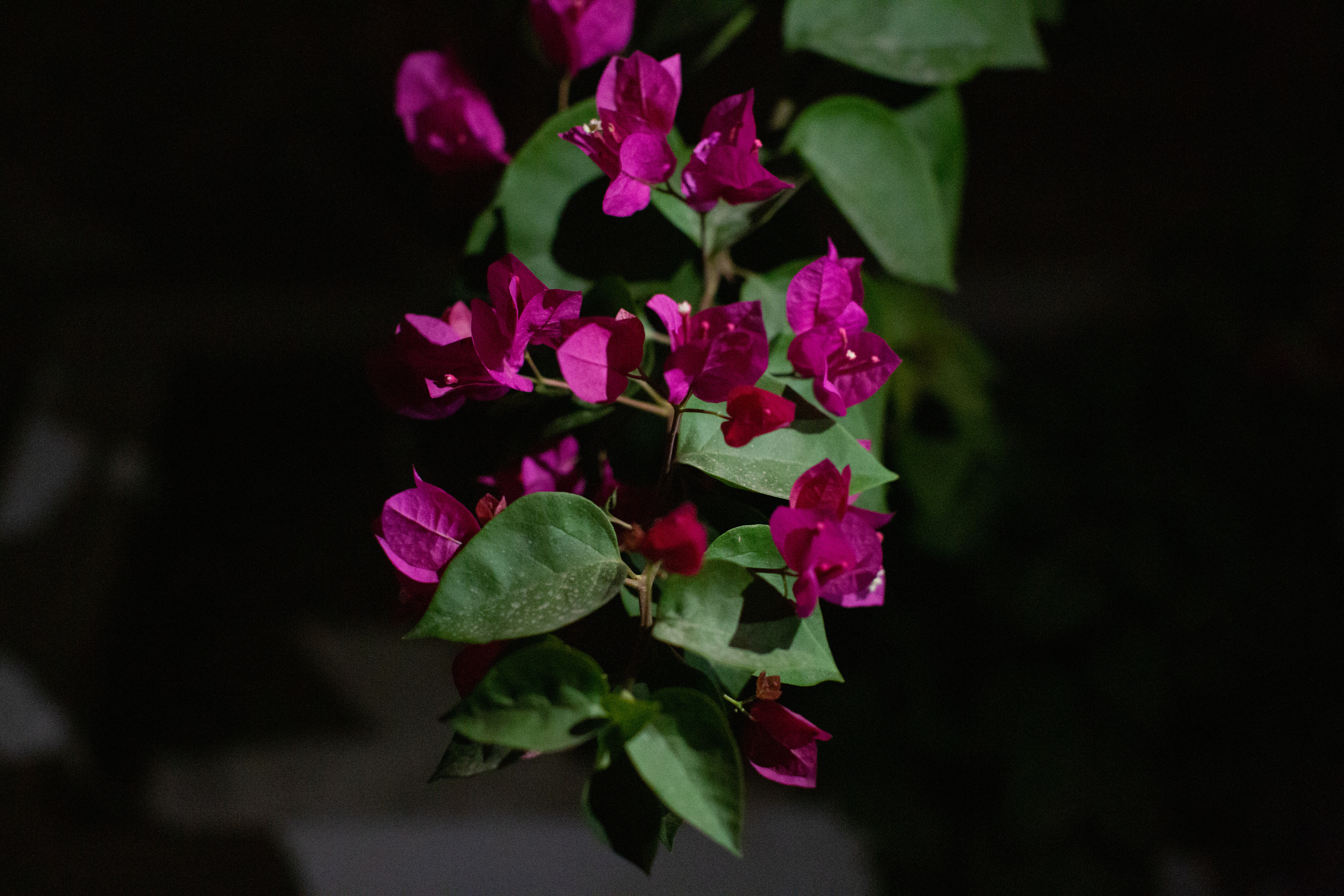 Gargaan. Документальный фотограф, междисциплинарный художник