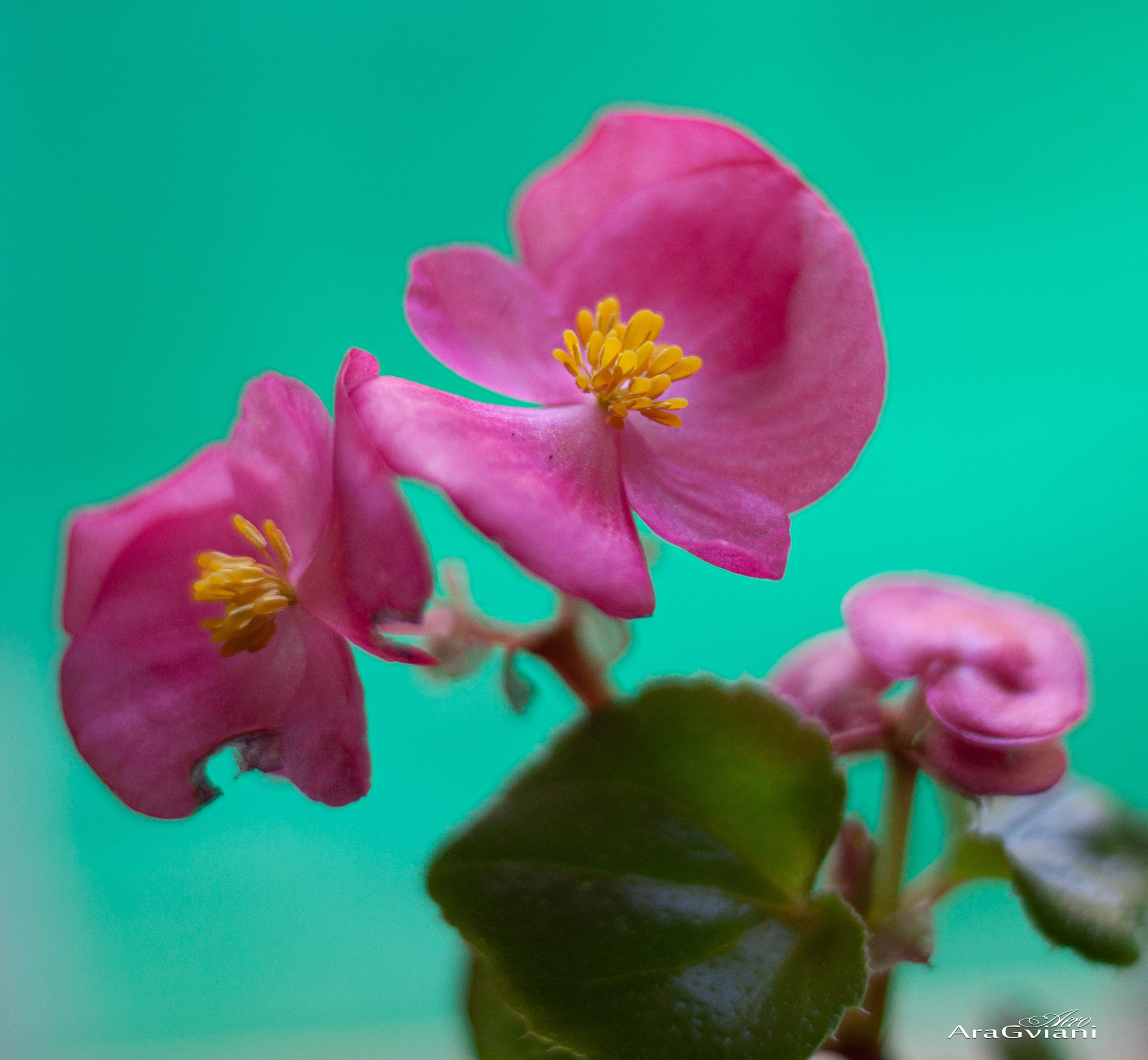 ბუნება. FramefreeMan