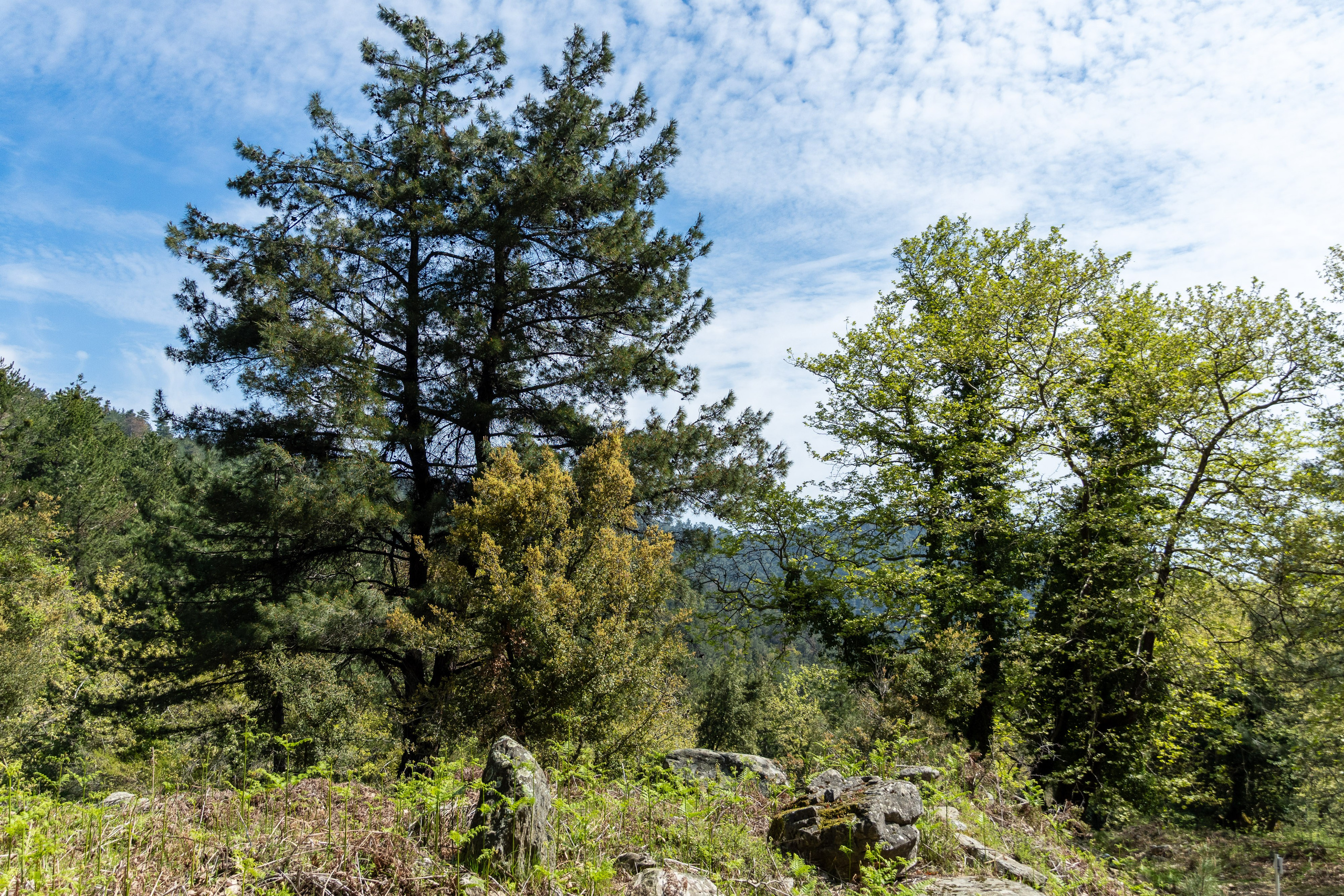 Thasos 2025. Fotografiideplacere.net