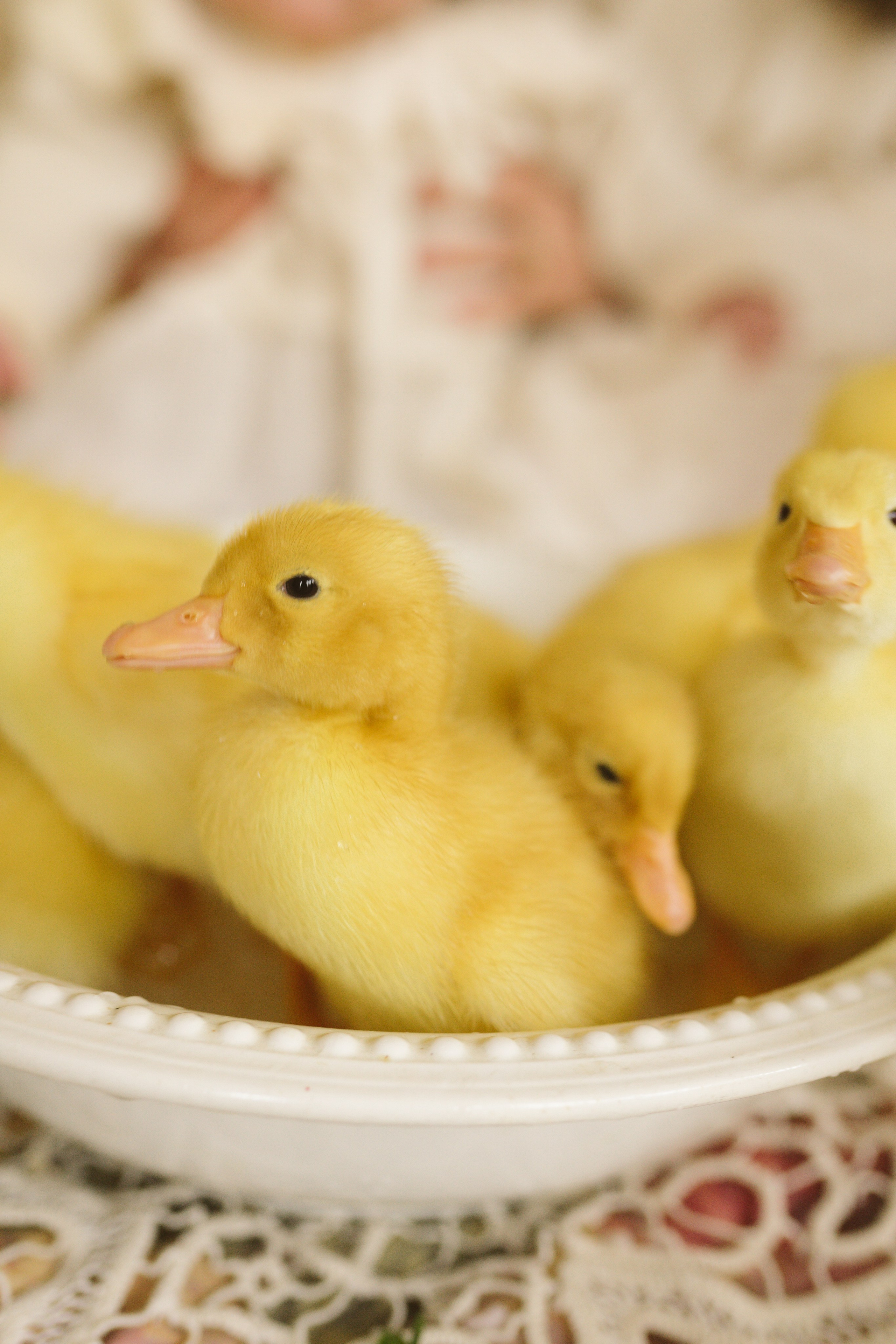 Ședințe Foto de Paște Brașov: Gălbenuș | Mădălina Beda. Madalina Beda- Artist vizual, fotograf, doula la nastere, consultant babywearing Brasov si in toata tara