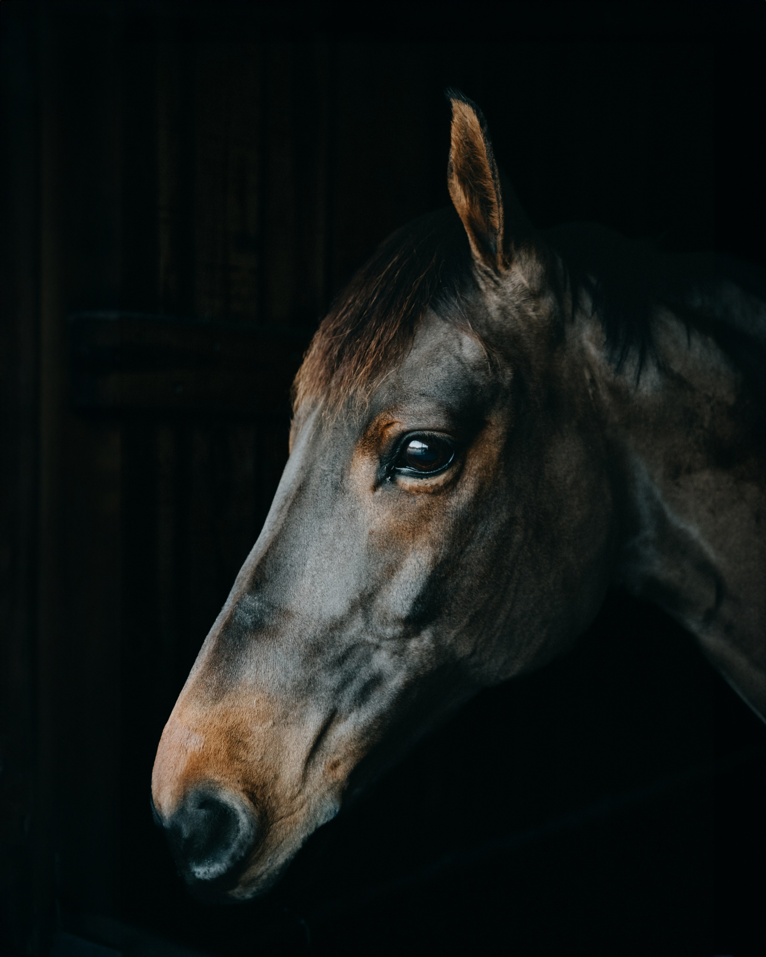 HORSES. Anastasiia Antoniuk portrait, family and couple photographer, Portugal