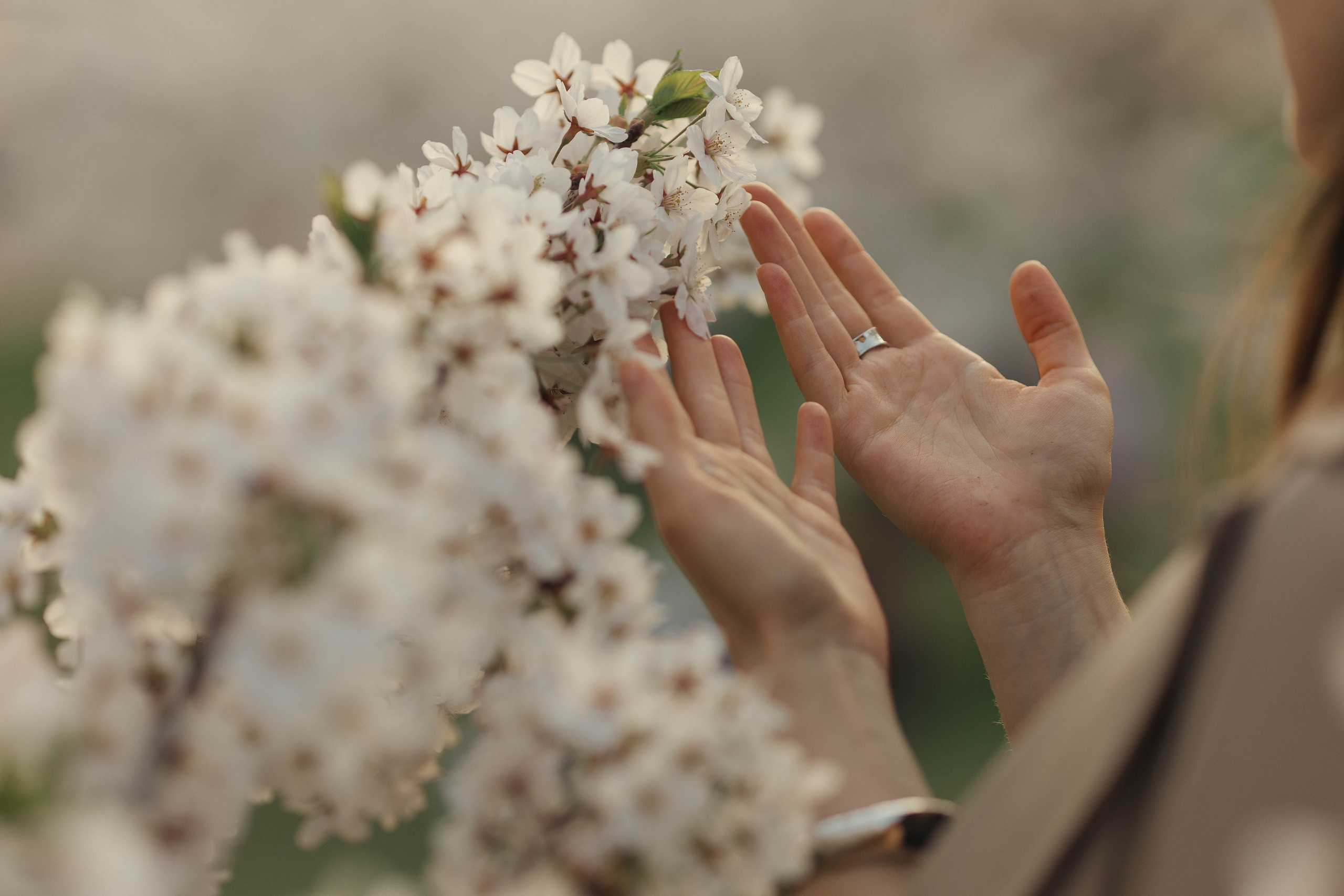 Прогулка Ольги в сакуре. Family photographer in Vilnuis Svetlana Naumova