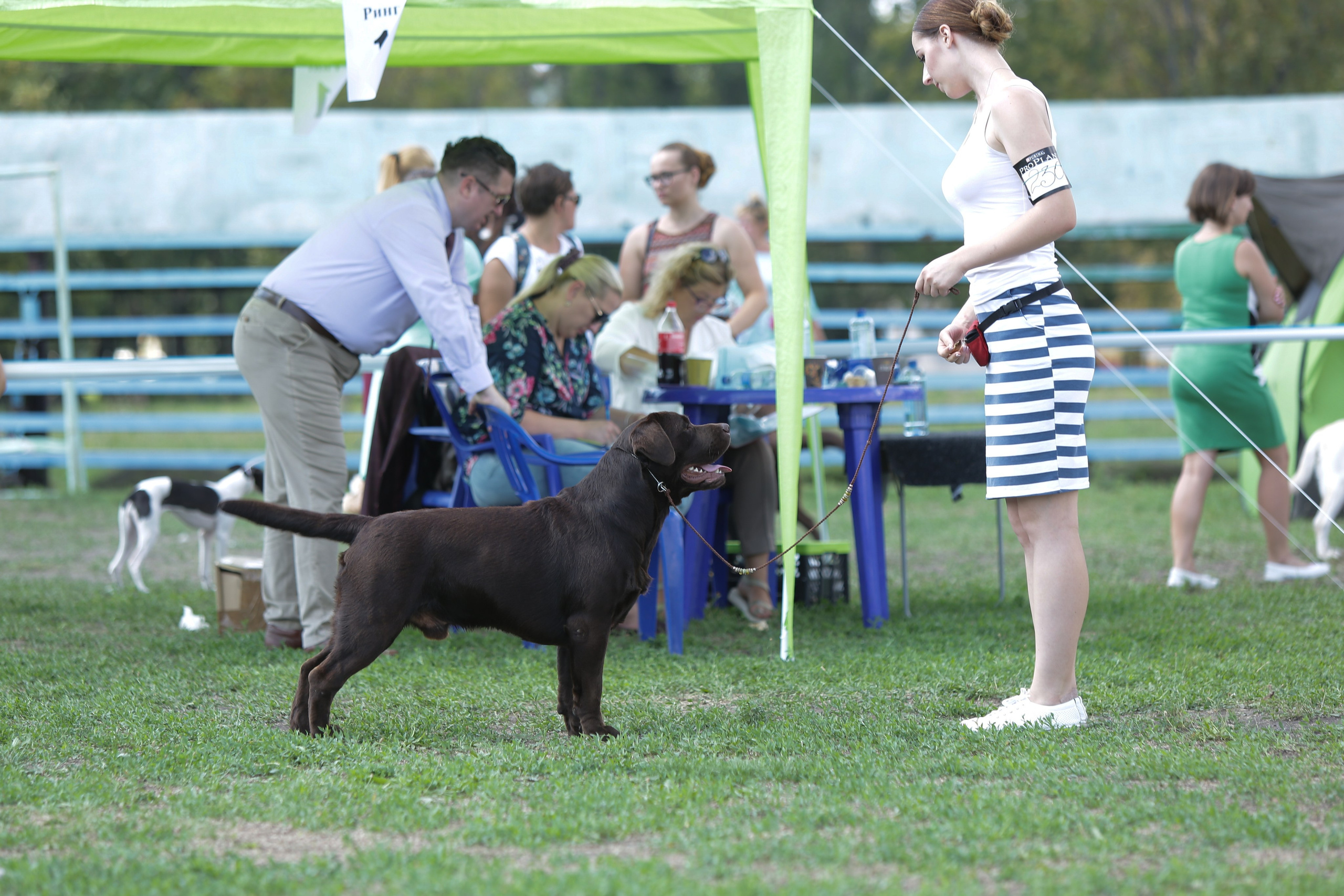 Newton. Цуценята лабрадор ретривера, Дніпро, Україна