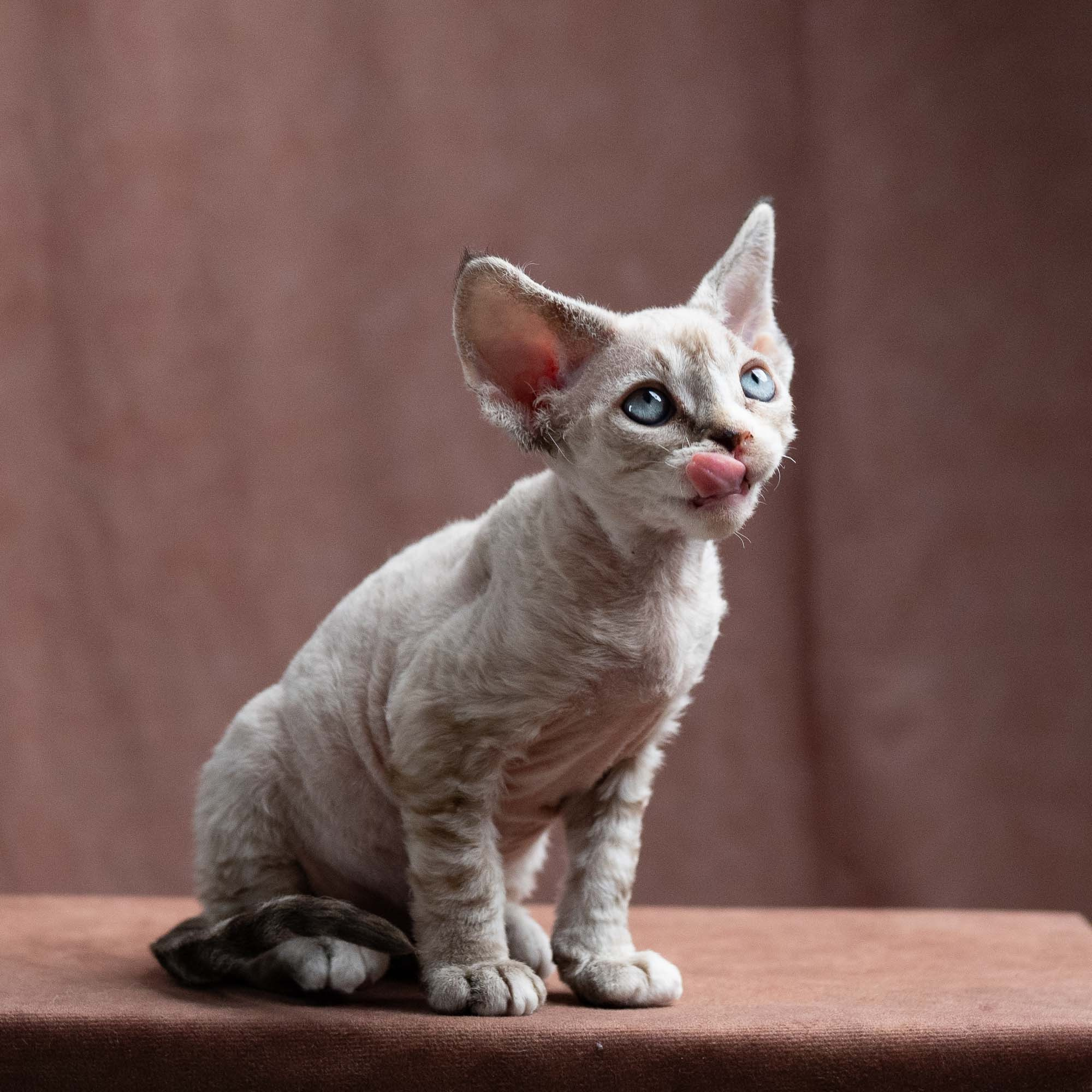 Fuzzy, boy, born on 01.01.25. Devon Rex Pixie Cattery