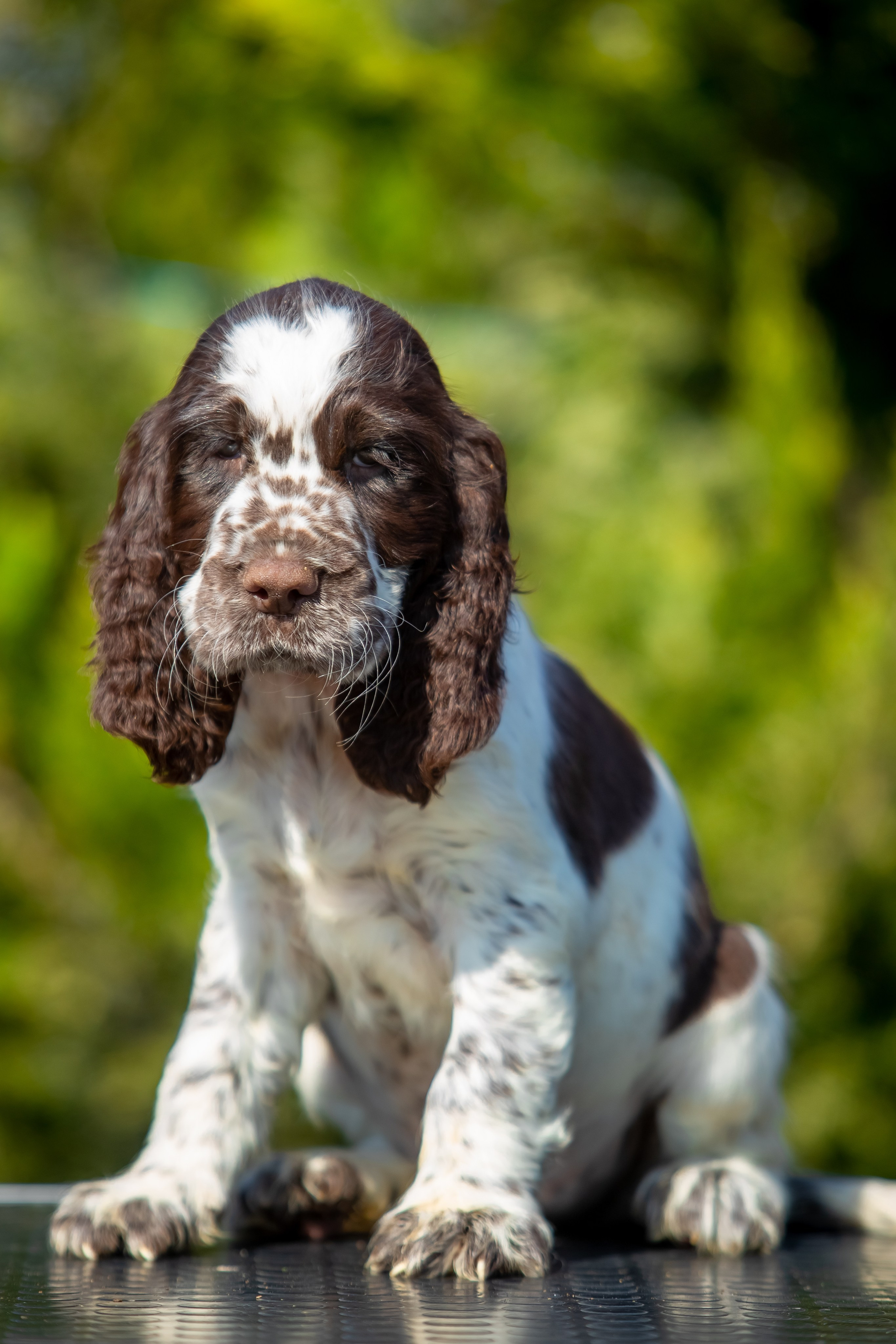 Female — Red collar ❤️. Website of the titled stud dog of the Springer Spaniel breed