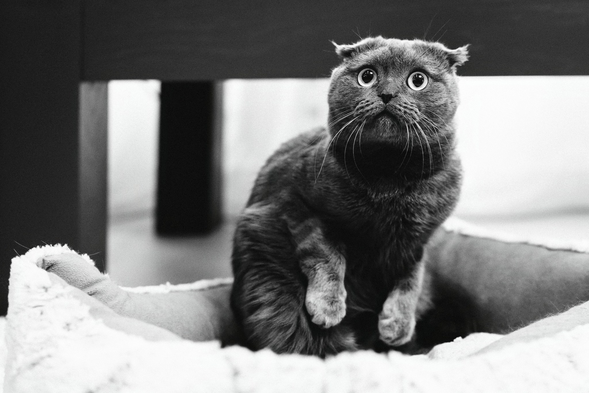 Botezul micutului Ianis