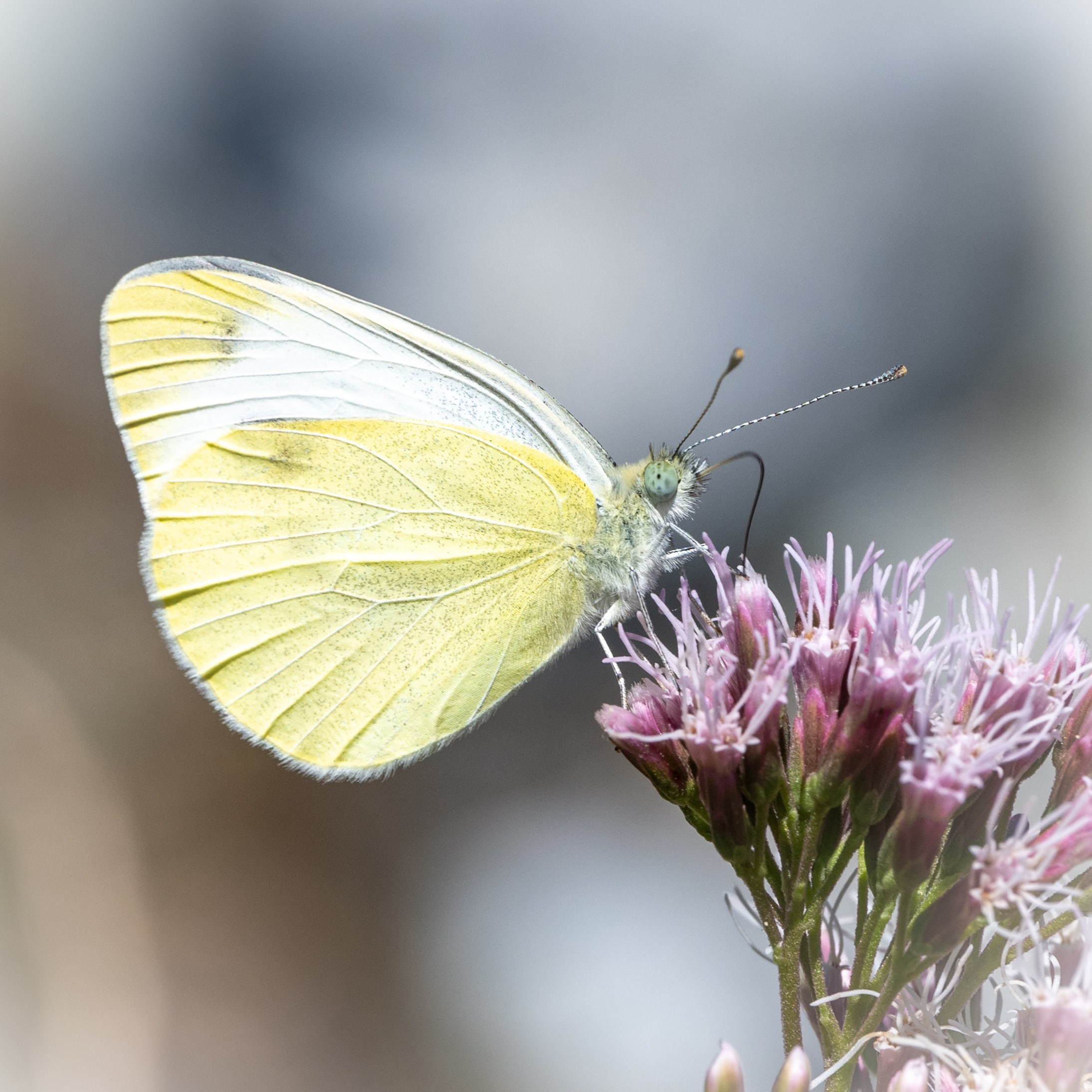 Farfalle. “Gianmaria Coscia fotografo per passione”