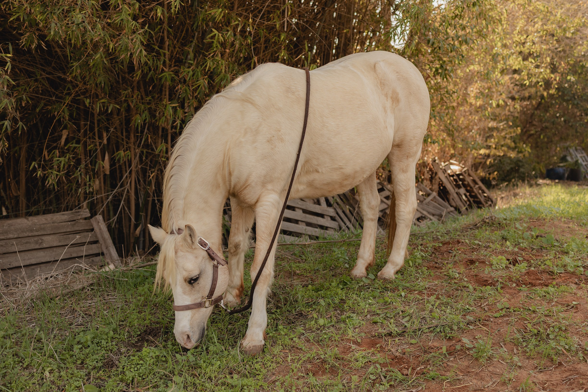 חוות סוסים בת מצווה. דף בית