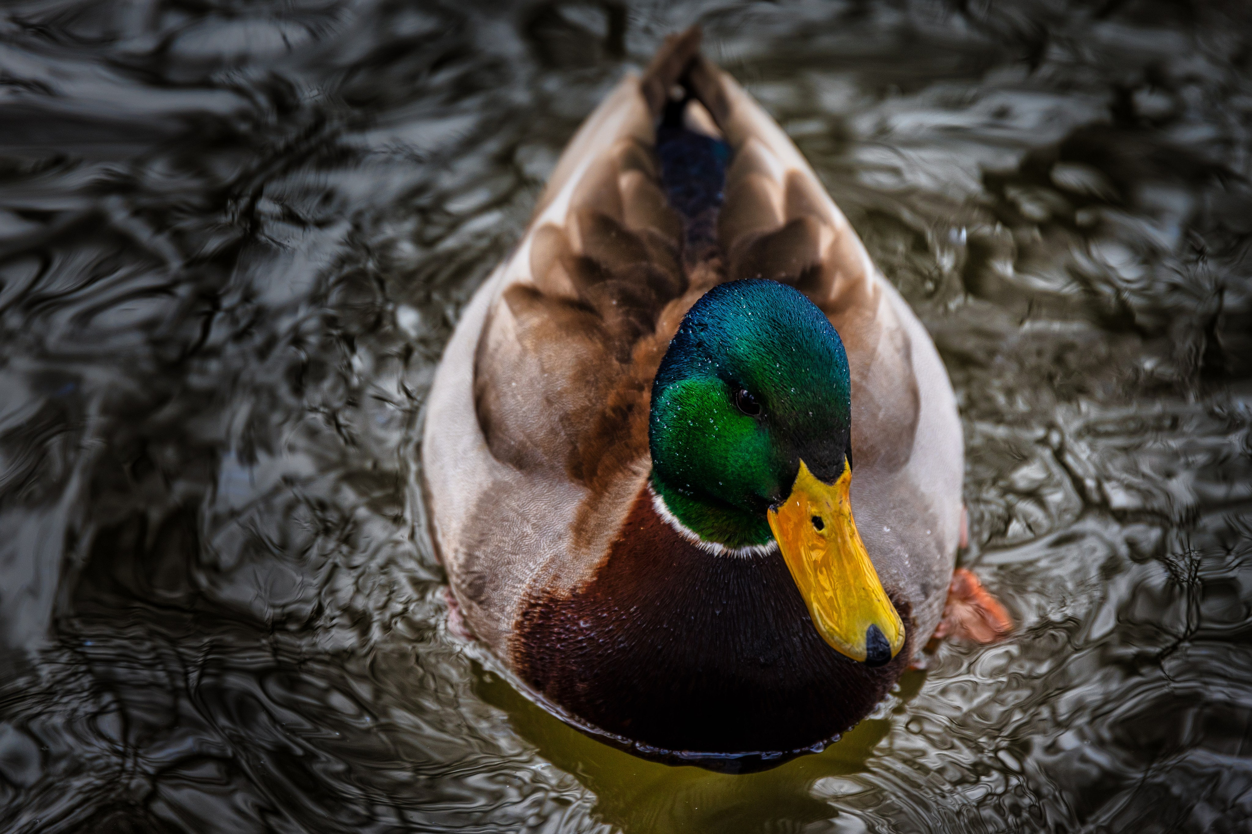 Portret bebeluș la botez realizat de Mitroi Iulian