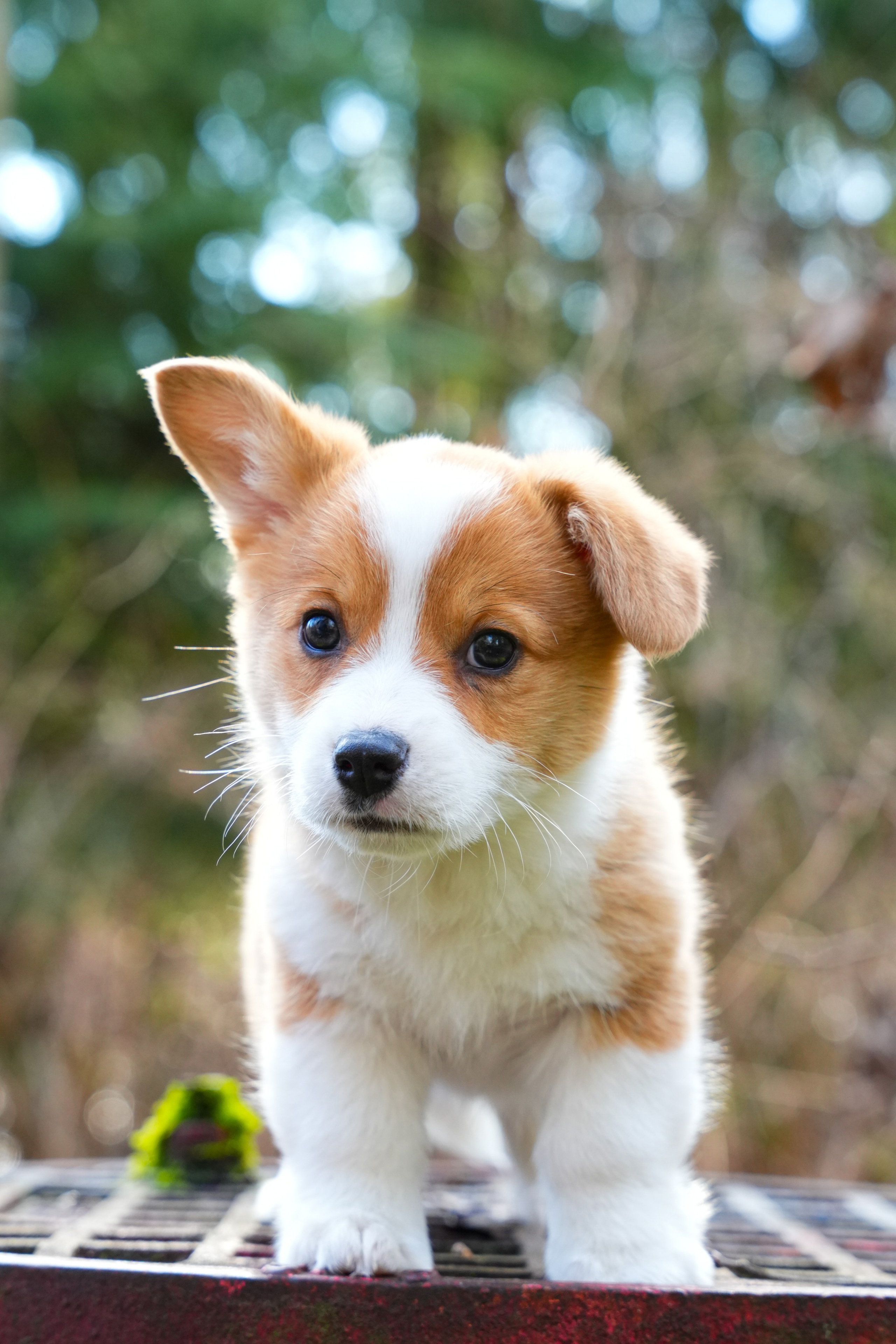 Pets. Shuttergry Photography