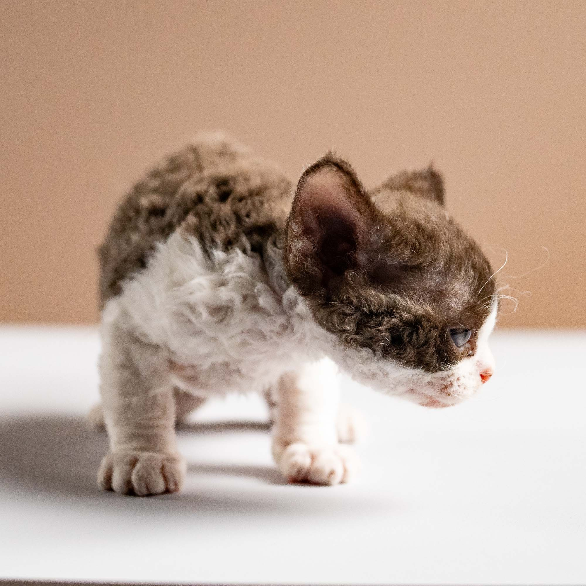 Pascal, boy, born 02.11.26. Devon Rex Pixie Cattery