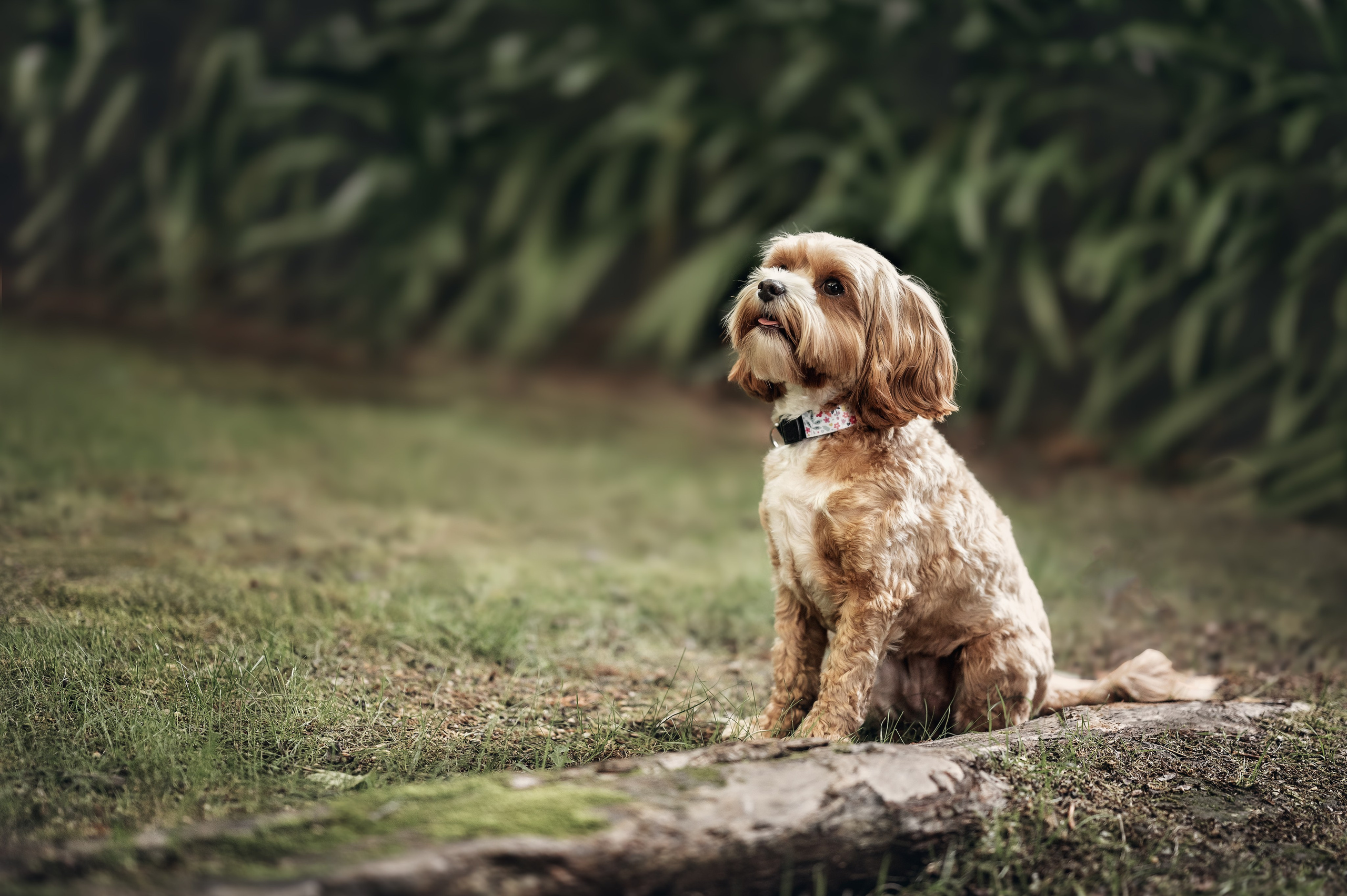 Pets. Natasha photo Photographer in Melbourne