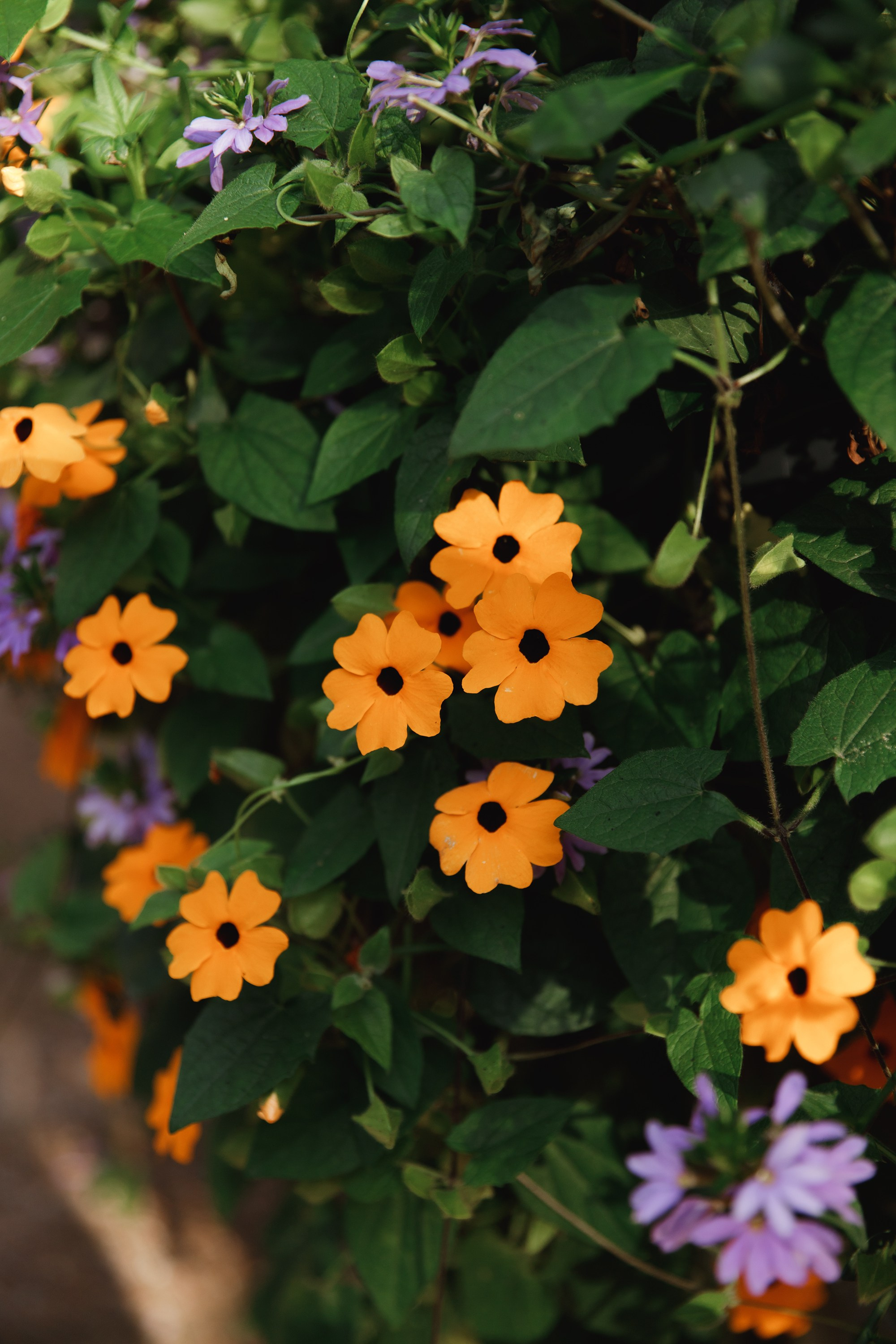 Helsinki. Kaja | fotograf psów we Wrocławiu