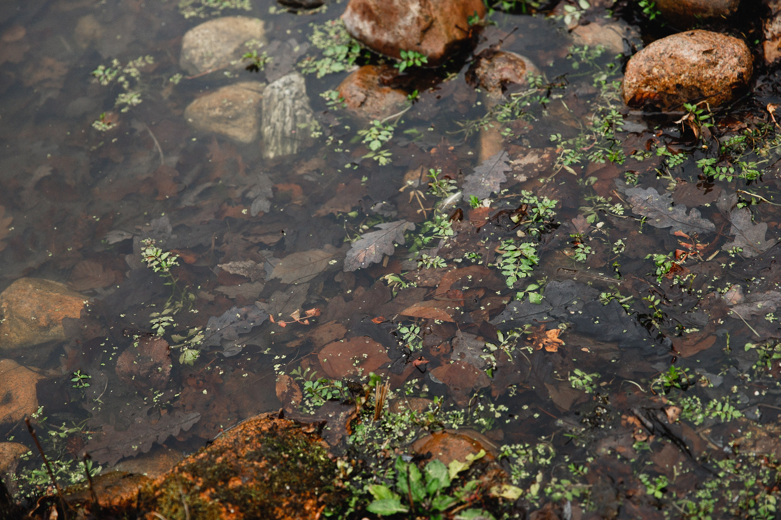 Botanical garden in Wroclaw. Kaja | fotograf we Wrocławiu | ludzie i psy