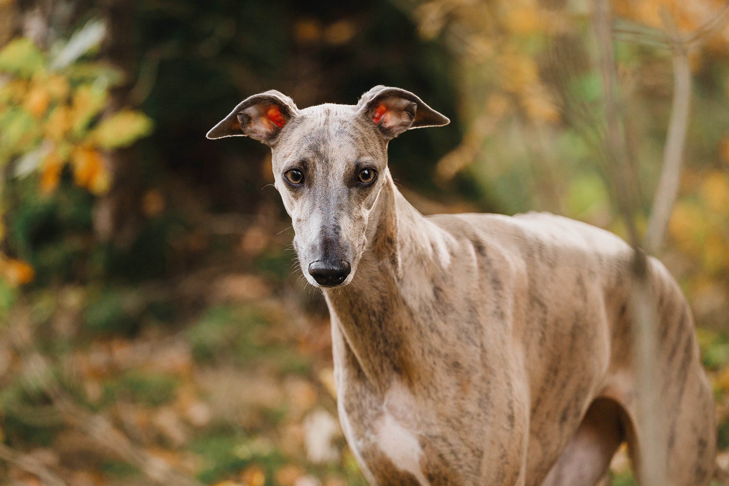 «Kasmach» dogs ammunition. Kaja | fotograf we Wrocławiu | ludzie i psy