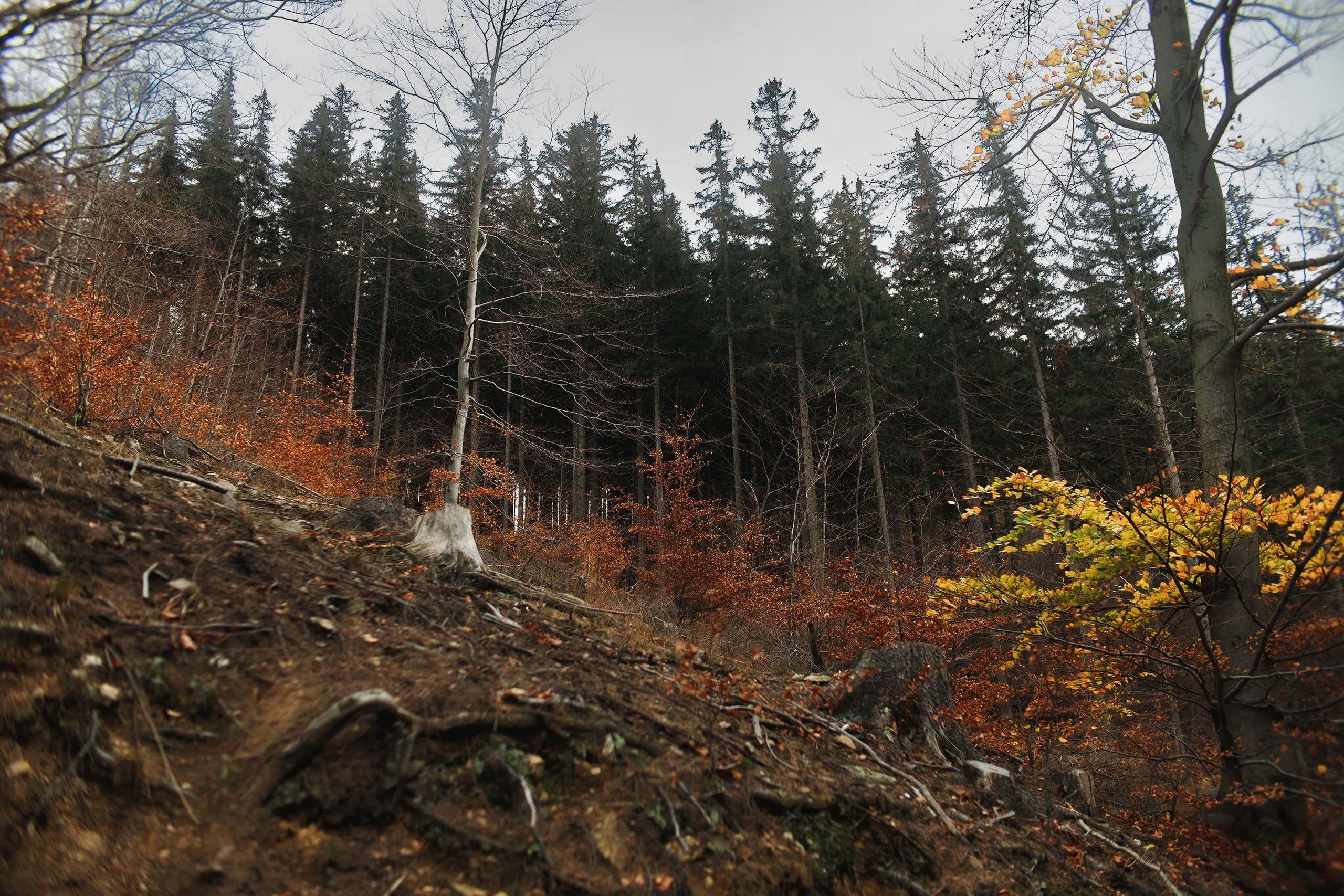 Sowie góry. Kaja | fotograf we Wrocławiu | ludzie i psy