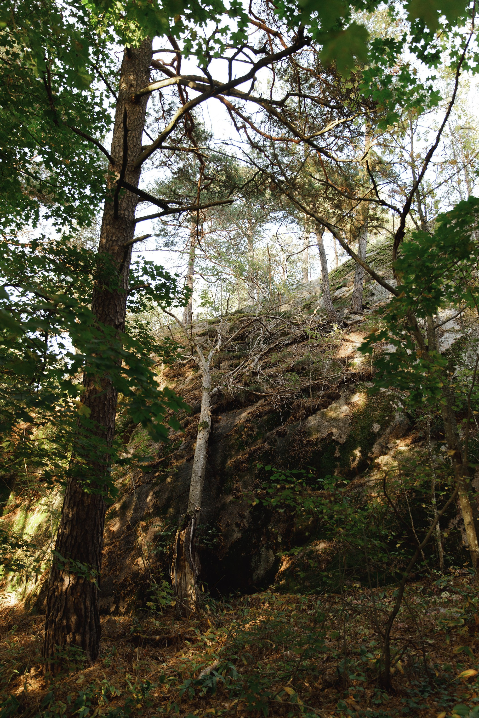 Turku. Kaja | fotograf psów we Wrocławiu