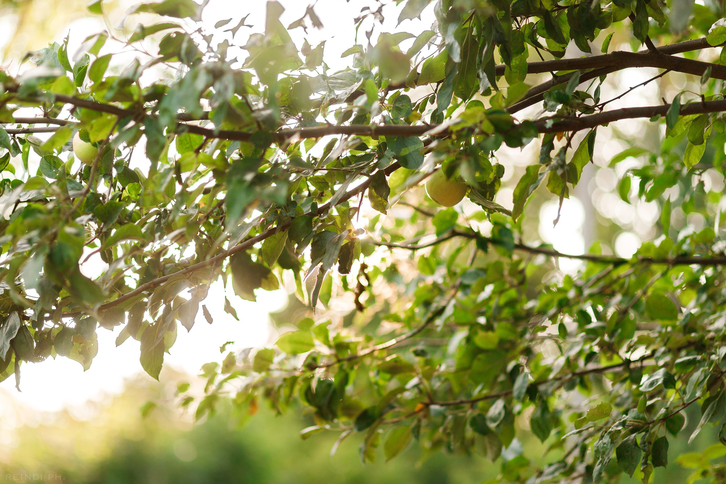 Horse show in the village. Kaja | fotograf we Wrocławiu | ludzie i psy