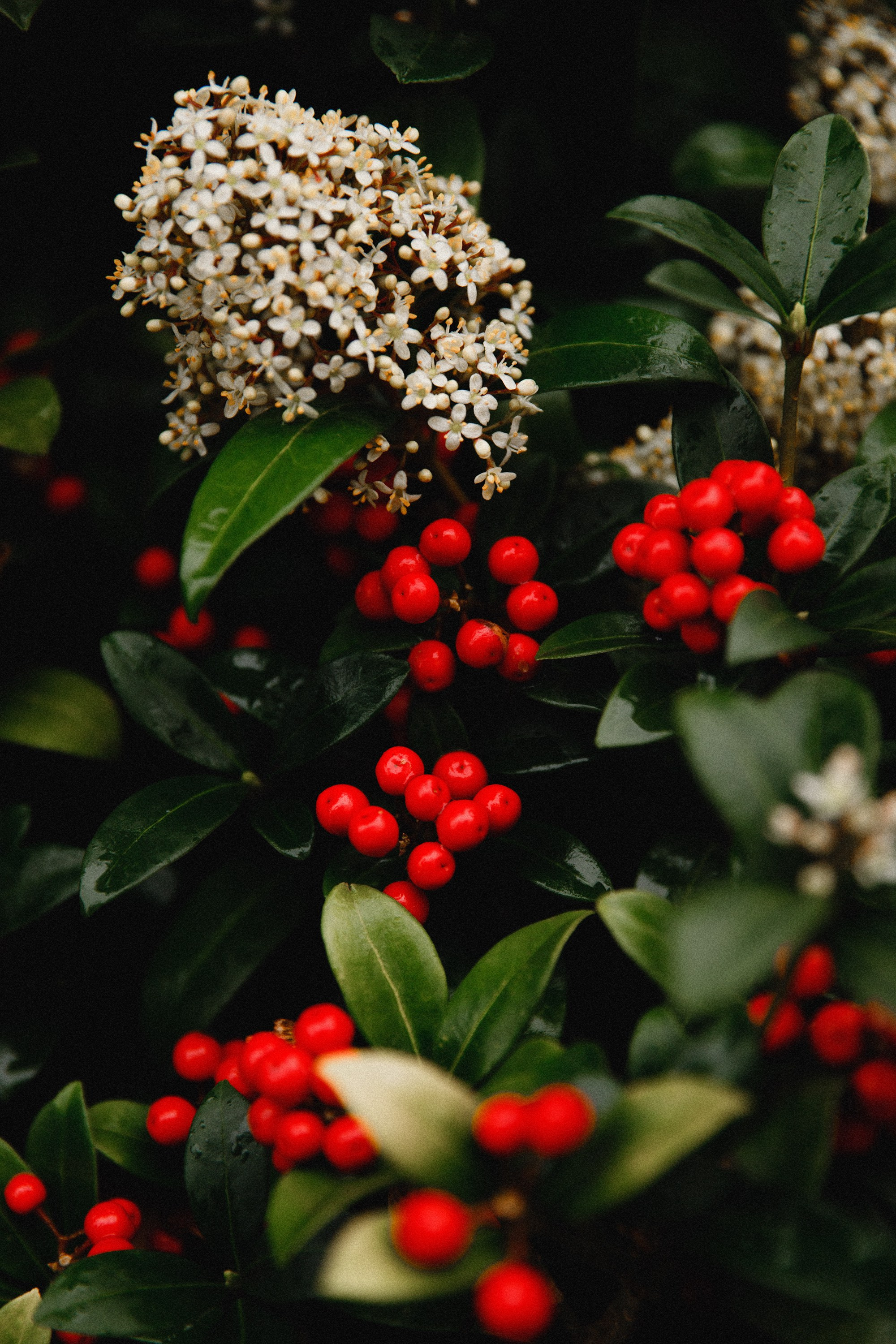 Botanical garden in Wroclaw. Kaja | fotograf we Wrocławiu | ludzie i psy