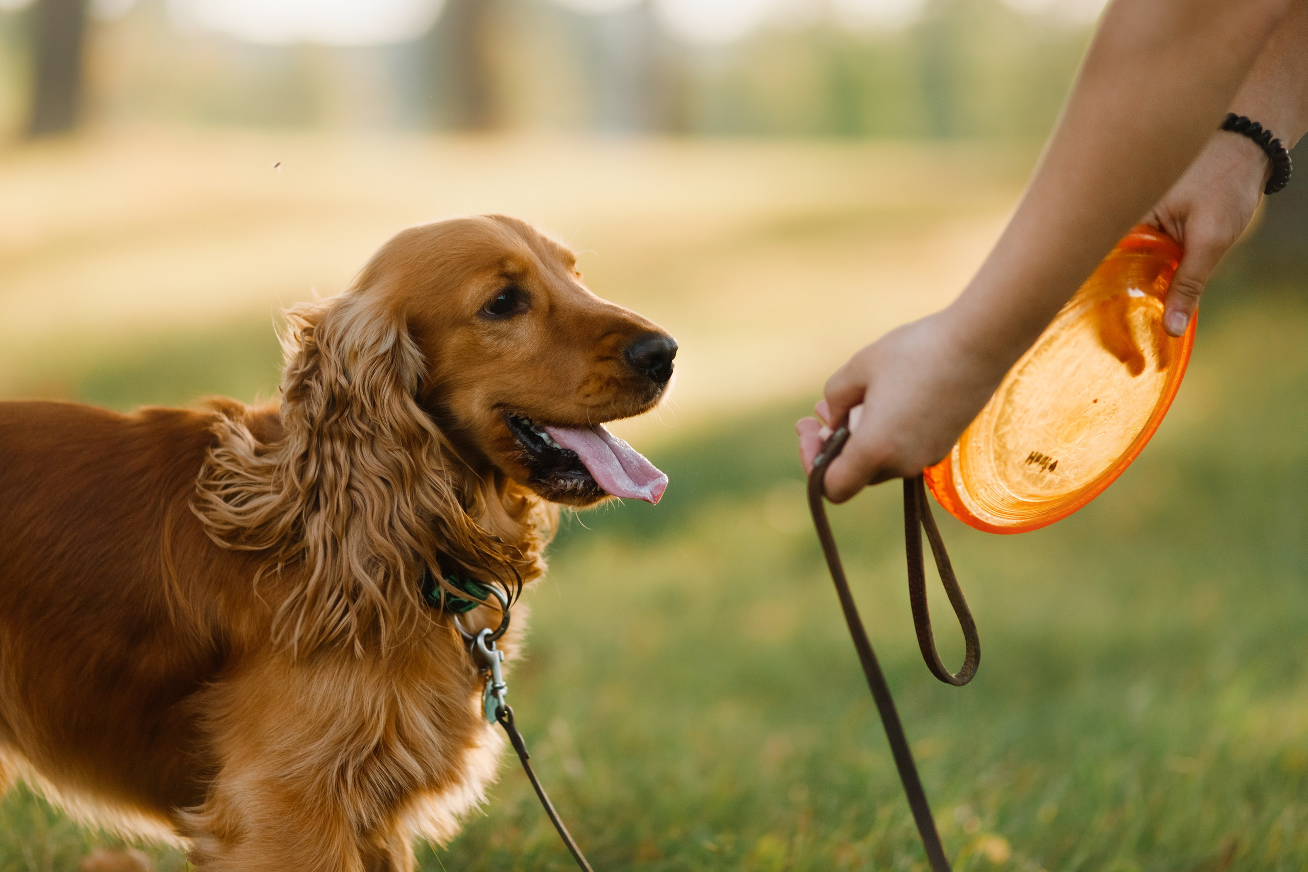 Frisbee workshop of Darya Lukina. Kaja | fotograf we Wrocławiu | ludzie i psy