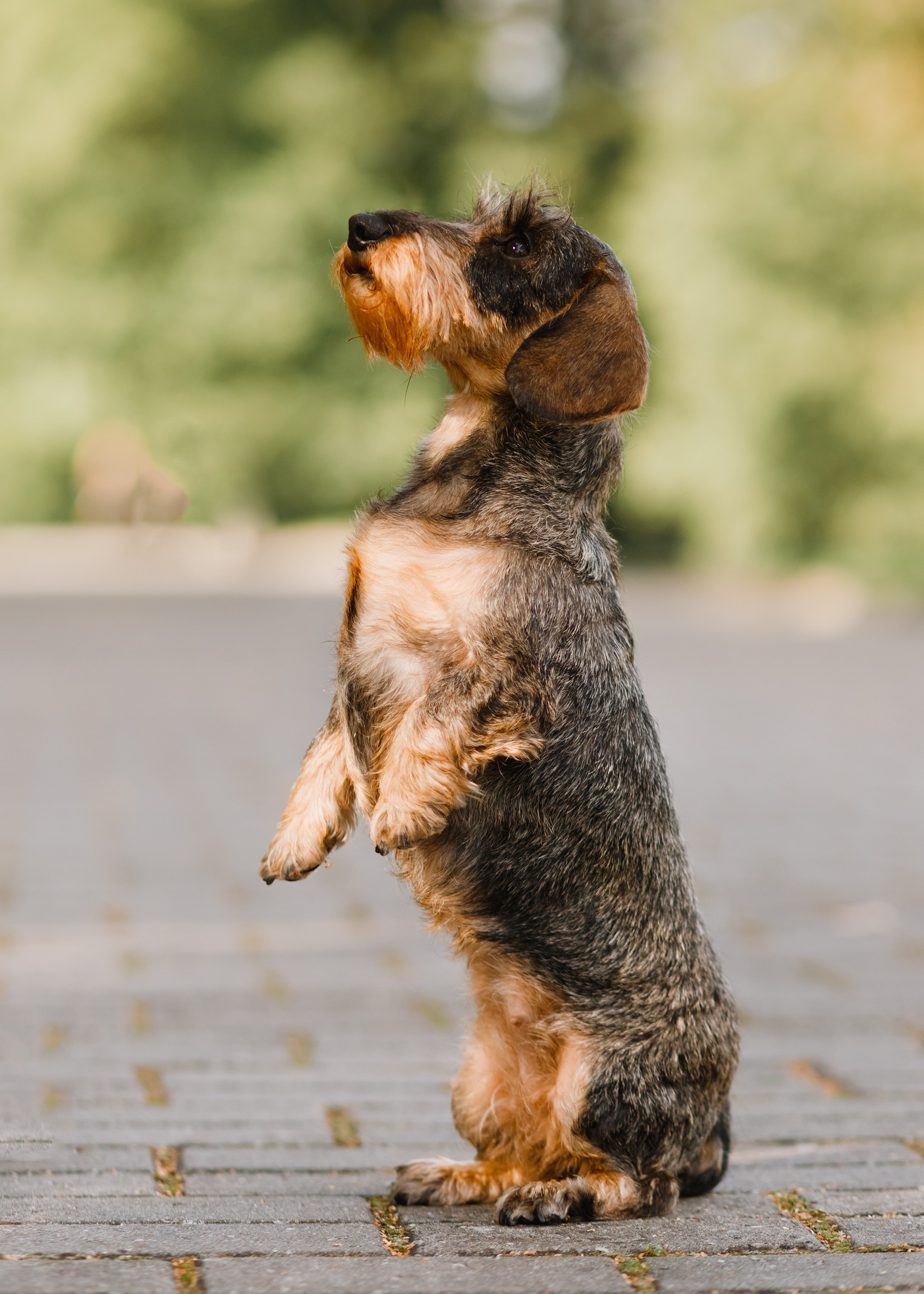 Summer photo day for dog handler. Kaja | fotograf we Wrocławiu | ludzie i psy