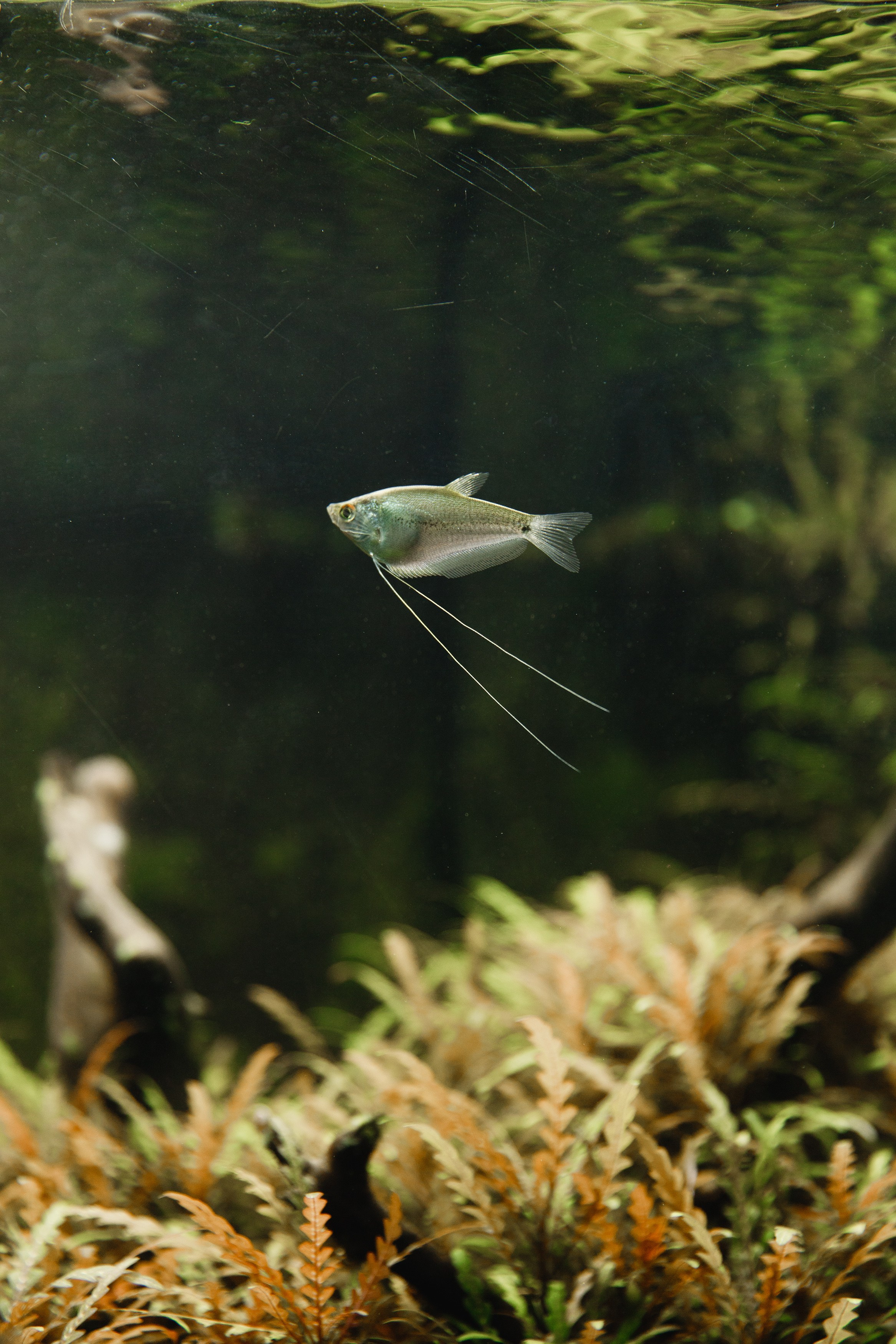 Botanical garden in Wroclaw. Kaja | fotograf we Wrocławiu | ludzie i psy