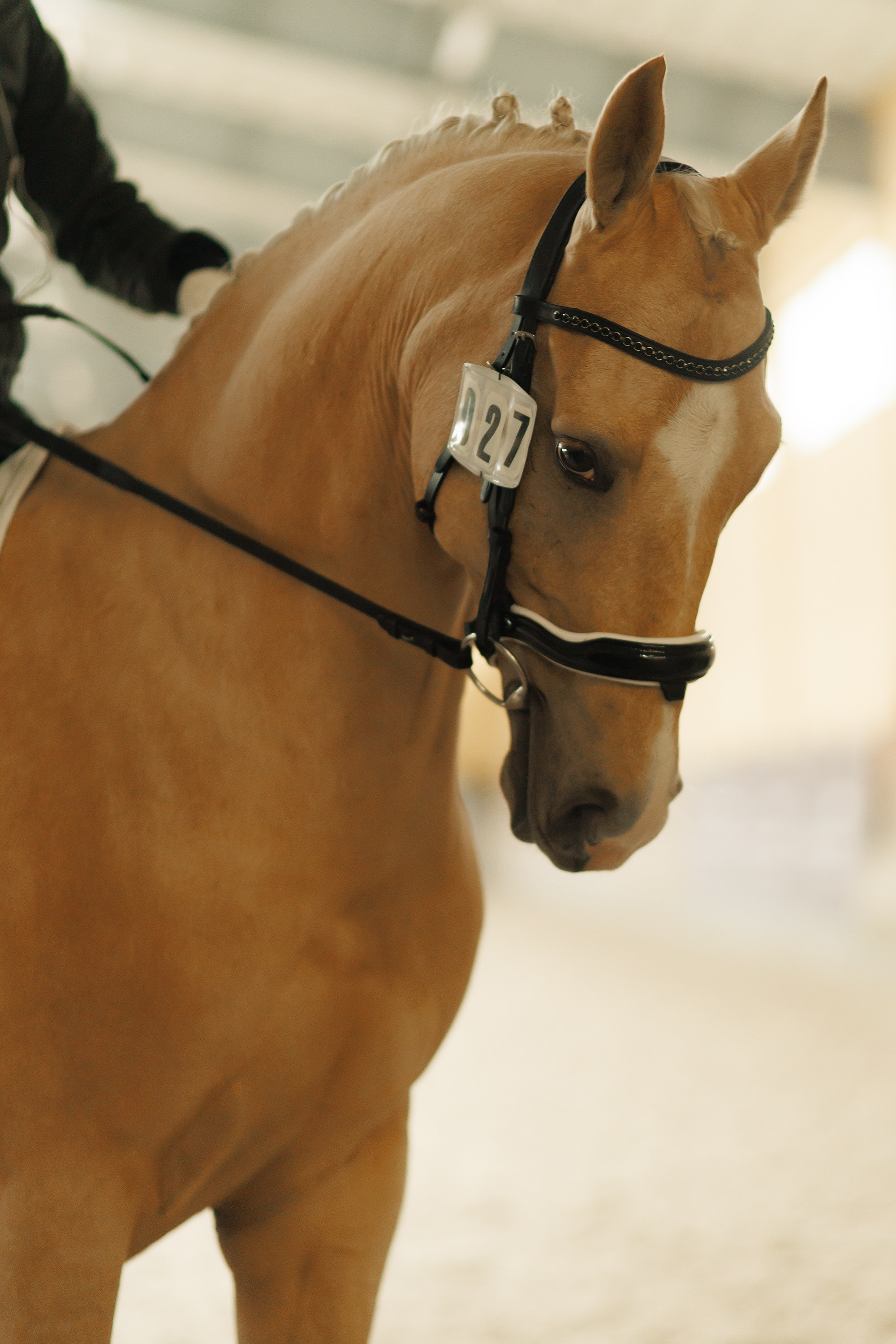 Fotografia koni Wrocław \ ujeżdżenie, Partynice. Kaja | fotograf we Wrocławiu | ludzie i psy