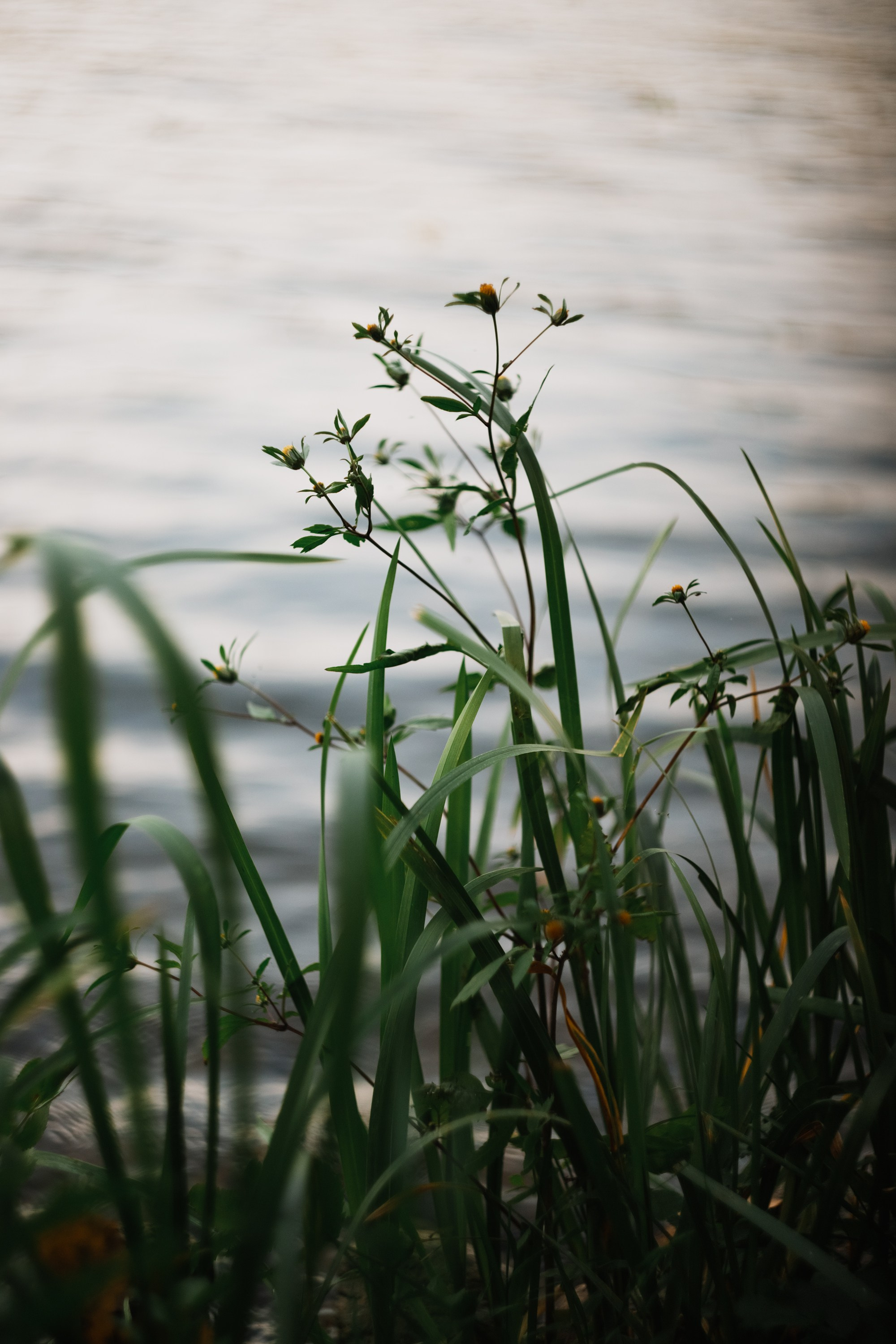 One small village in Grodno region. Kaja | fotograf we Wrocławiu | ludzie i psy