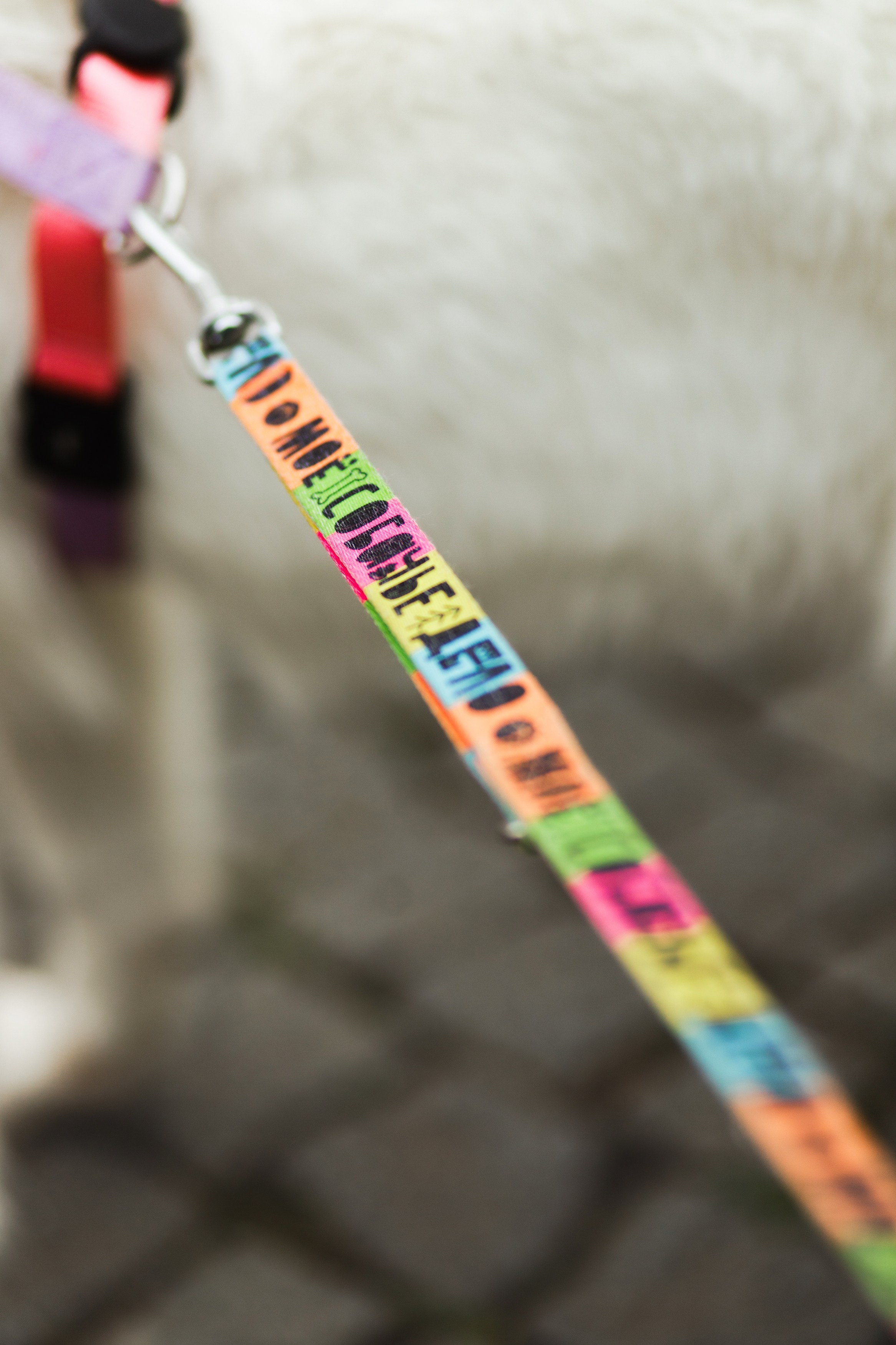 Astra in Leipzig. Kaja | fotograf we Wrocławiu | ludzie i psy