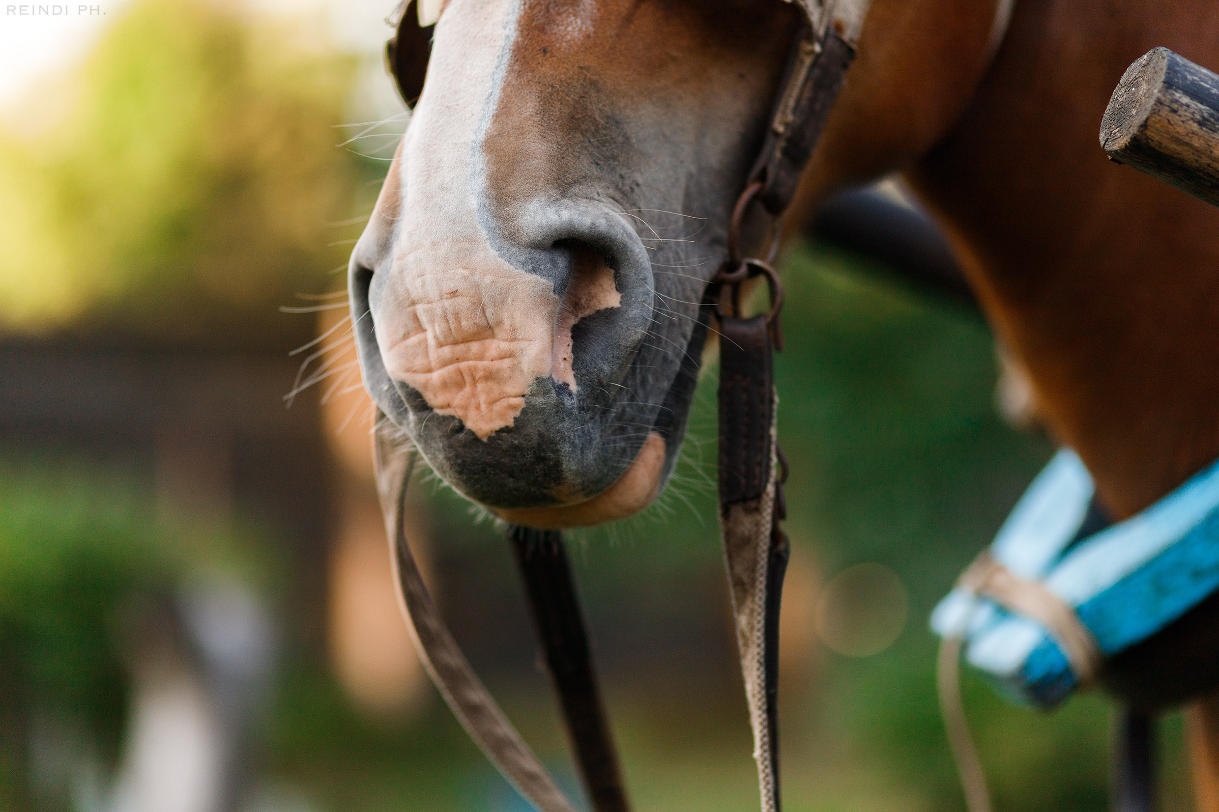 Horse show in the village. Kaja | fotograf we Wrocławiu | ludzie i psy