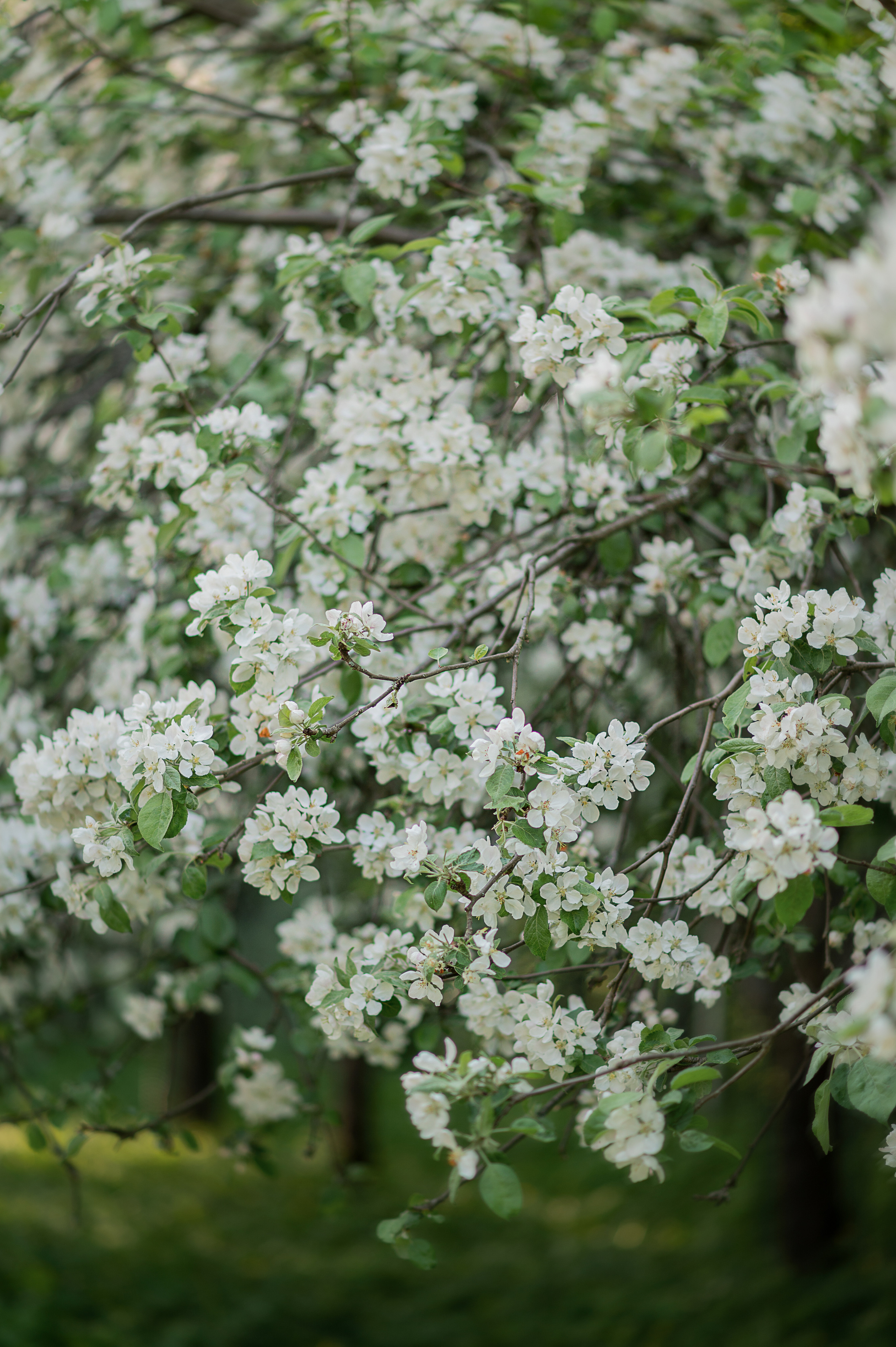 В яблонях. Детский и семейный фотограф в финляндии дина пулкка. контент фотограф