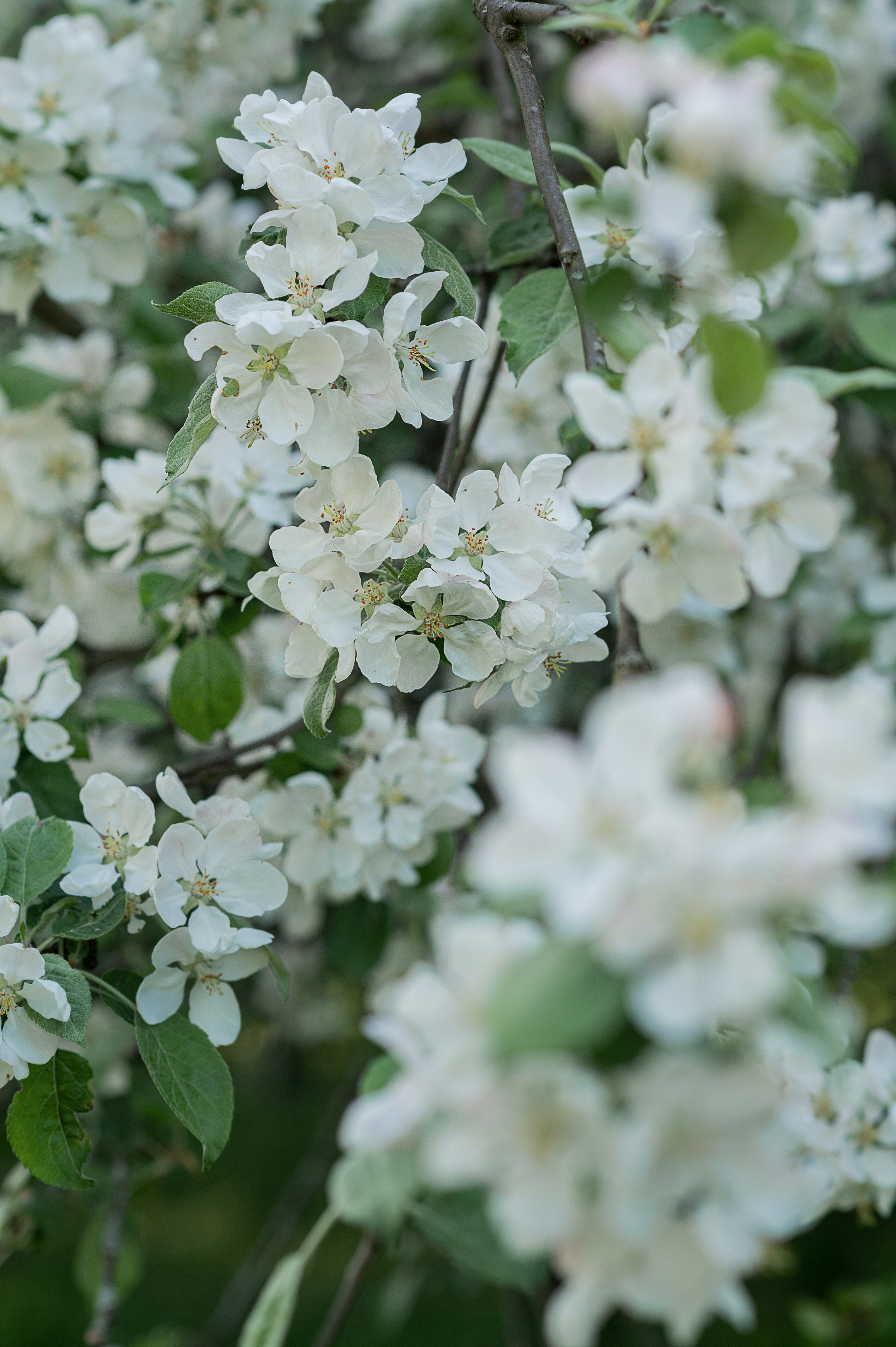 В яблонях. Детский и семейный фотограф в финляндии дина пулкка. контент фотограф