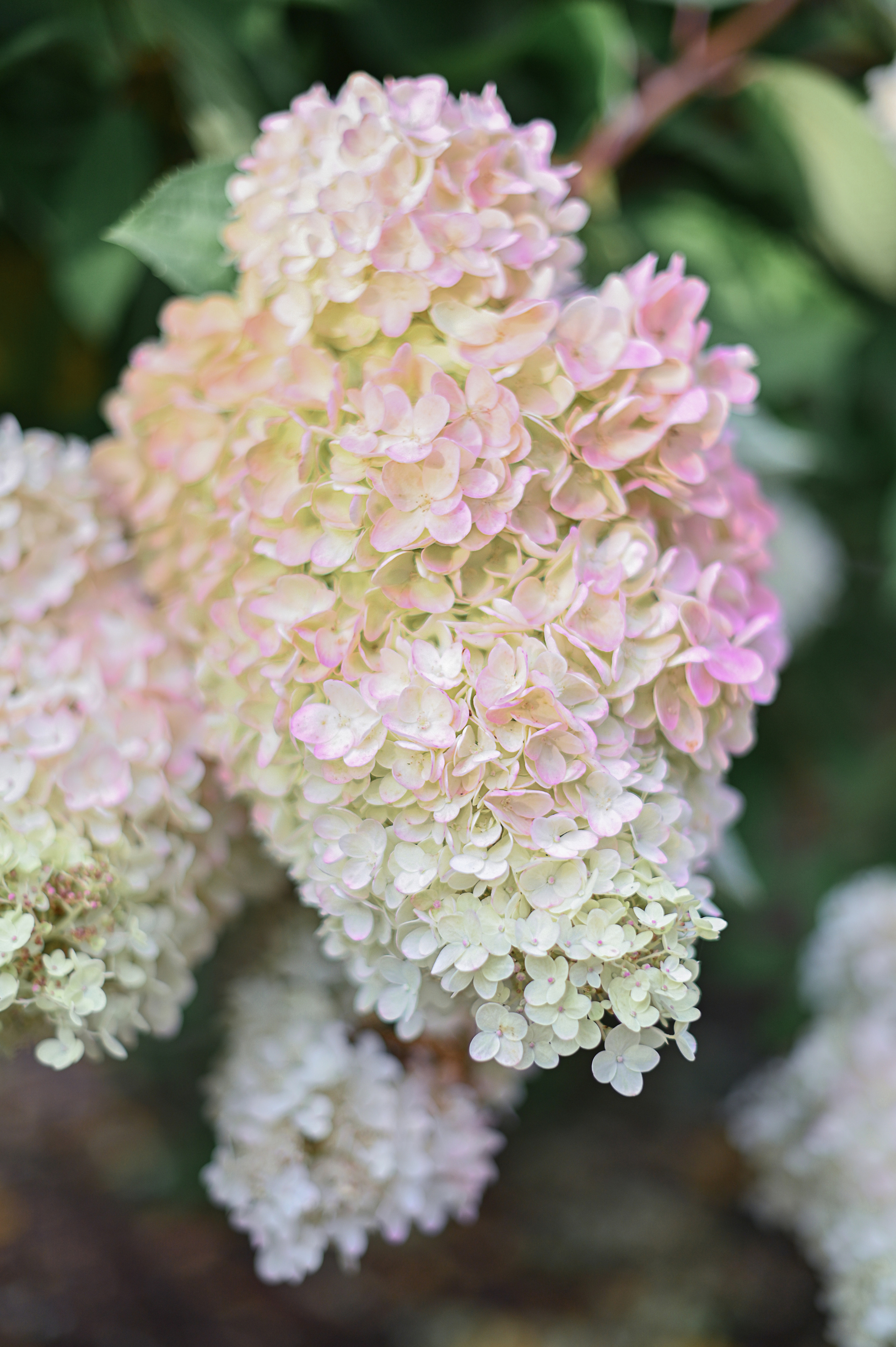 Дина и гортензия. Детский и семейный фотограф в финляндии дина пулкка. контент фотограф